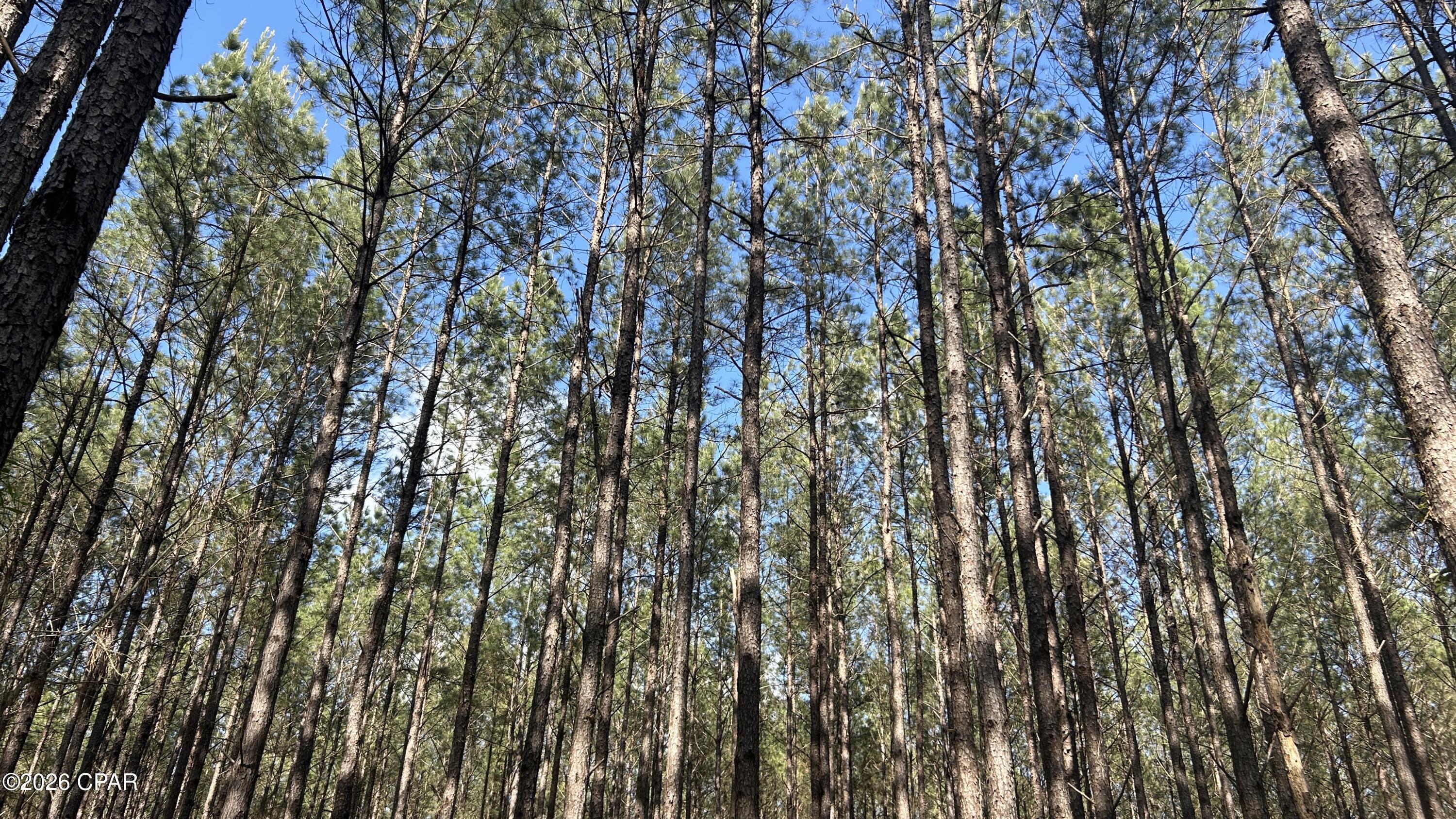 Are you looking for some nice rural land in which to build a new home, recreate, or perhaps establish a small business income?  Then look no further than this beautiful acreage set within a stand of mature pine timber. To the east side of the property you will find road frontage, accessible power, and the perfect location to build and greet the morning sun. As mentioned, the tract is filled with mature pine timber whose under carriage could also be cleared to support a consistent straw production business year after year. The wide strategically planted straight rows are perfect to maximize the harvest of a pine straw cash crop, of which the mature pine timber should certainly produce. And for those looking to hunt and recreate, the tract holds an abundance of wild game given its thick wooded cover that makes the perfect habitat for the area's wild inhabitants. Give us a call today, as this prime rural land shouldn't last long.