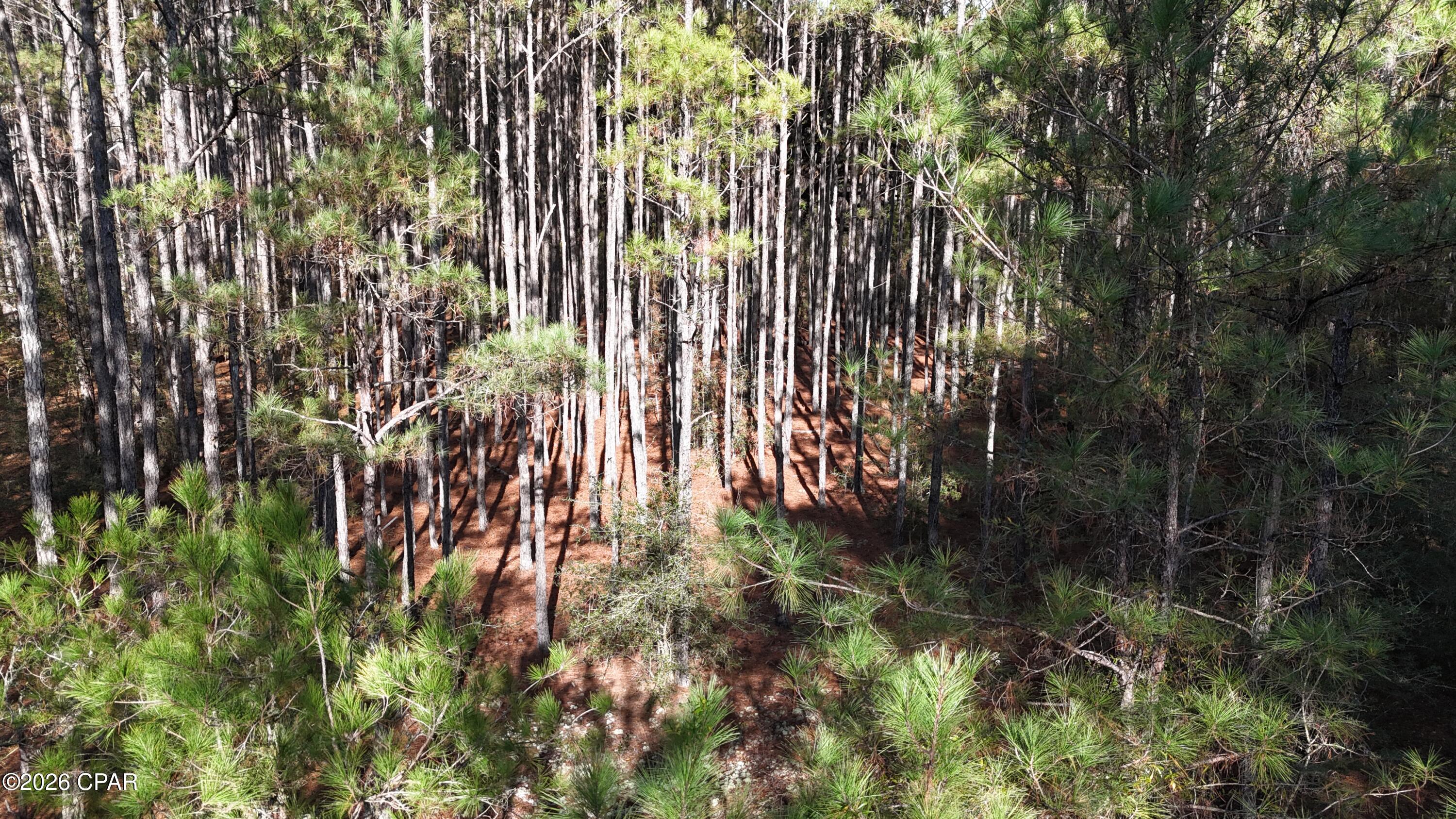 Reedy Creek - Land