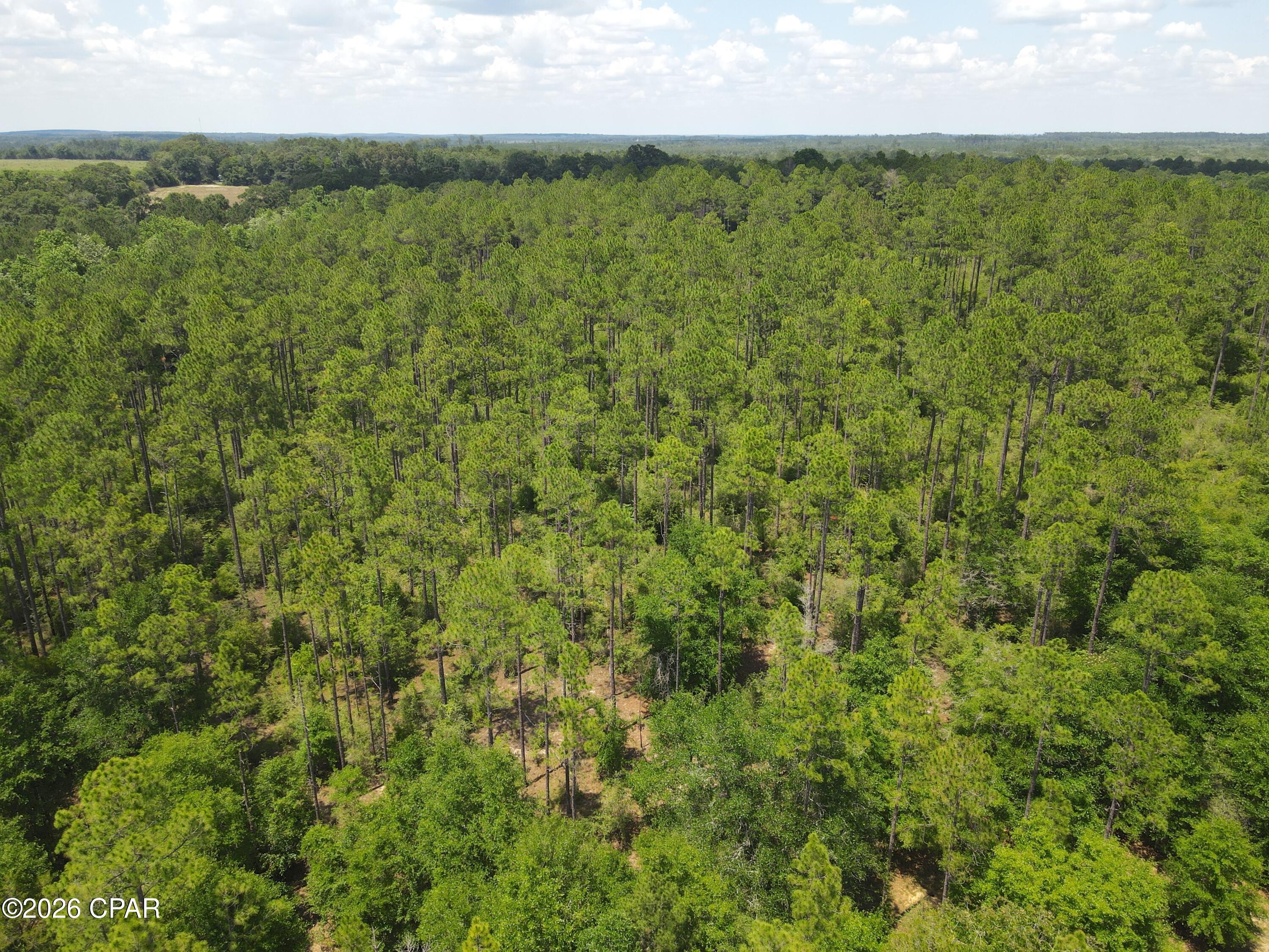 Located in Glendale, Florida, this 231± acre tract offers a rare opportunity to purchase a large acreage property in Walton County at an attractive price point. Featuring mature pine timber, hardwood drains, this property is well suited for timber investment, recreation, hunting, or long-term land ownership.

The property contains a substantial stand of merchantable pine timber that provides both immediate and future value. Hardwood corridors and natural drains weave throughout the tract, creating habitat diversity and enhancing the property's recreational appeal.

With frontage along State Highway 83, access is convenient while the majority of the acreage remains private and secluded. The size and layout of the property provide plenty of room for hunting, trail riding, timber management, and outdoor recreation.

Several natural habitat types are present across the tract, including pine uplands, hardwood drains, and regenerating areas that create edge habitat beneficial to wildlife. The property is well suited for deer hunting and other recreational opportunities.

Large tracts in Walton County are becoming increasingly difficult to find, particularly those offering significant timber value and road frontage. Whether you're looking for a timber investment, recreational property, hunting tract, or long-term land hold, this property presents a unique opportunity in one of Northwest Florida's most desirable counties.