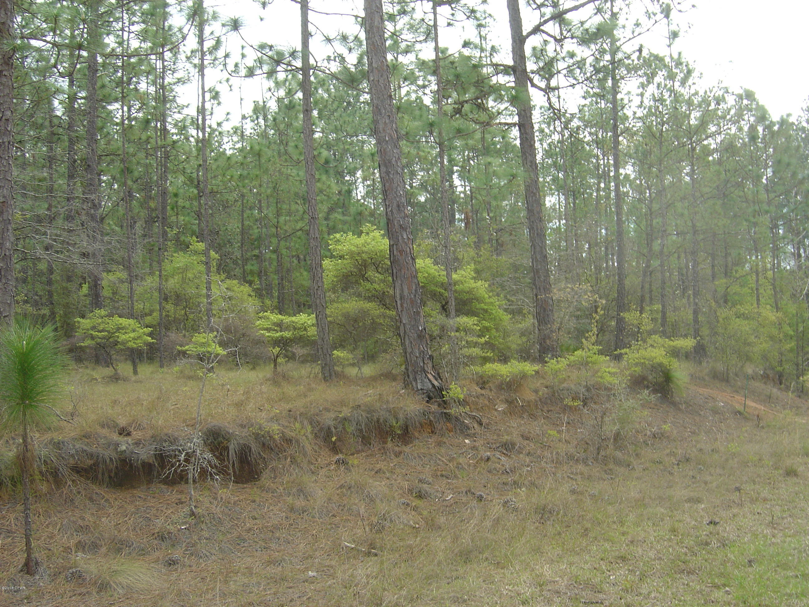 Nice level lot with longleaf pine and some hardwood.  All the amenities of Compass Lake, swimming pool, two large fresh water lakes, fishing, beach area and tennis courts.