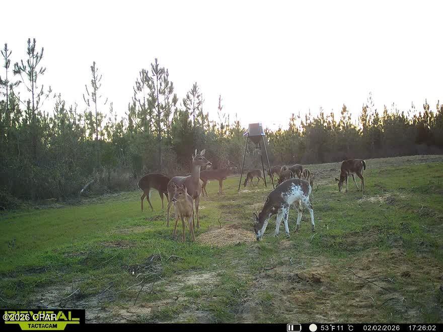 This 74± acre hunting and recreational property in Malone, Florida has been extensively improved and thoughtfully managed with whitetail deer hunting as the primary focus. Designed and maintained by a dedicated gamekeeper, this tract offers an excellent setup for serious hunters looking for a property with established habitat improvements, strong deer genetics, and outstanding future hunting potential.

The longleaf pine portions of the property were recently prescribed burned in March, creating exceptional new undergrowth and native browse production that is already providing quality forage and cover for deer and other wildlife. The habitat improvements throughout the tract have helped create a healthy environment capable of holding and growing mature bucks.

This property has a proven hunting history, with quality deer already harvested over the years, while several mature bucks were intentionally passed, allowing excellent carryover potential heading into the upcoming hunting seasons. The combination of habitat management, natural browse, bedding cover, and supplemental mast-producing trees makes this a highly attractive property for wildlife year-round.

A major highlight of the property is the extensive planting of wildlife feed trees specifically selected to benefit deer populations. Approximately 50 trees have been planted across the property, with a strong emphasis on chestnut varieties known for attracting deer and producing high-value forage.

Trees Planted:

- Apple Trees
- Pear Trees
- Hybrid Chestnuts
- Late Drop Hybrid Chestnuts
- Persimmon Trees
- Late Drop Persimmons
- Hazelnuts
- Deer Plums

The majority of the plantings consist of Hybrid Chestnuts and Late Drop Chestnuts, helping provide an extended seasonal food source for wildlife.

The property also offers future timber income potential. Approximately 34± acres of loblolly pines located along the roadside portion of the tract are expected to be ready for thinning within the next few years, giving a future owner the opportunity to generate income while continuing to improve wildlife habitat and overall property value.

Additional improvements include a storage container with an attached lean-to, providing a functional setup for securely storing feed, hunting equipment, tools, or farm implements while offering covered space for tractors, ATVs, or additional utility equipment.

In addition to its recreational value, this property would make an outstanding private homesite or country retreat. The quiet rural setting, privacy, and abundance of wildlife create the ideal environment for someone looking to build a home surrounded by nature while still enjoying excellent hunting opportunities right out the back door.

With a great mix of longleaf habitat, managed wildlife improvements, future timber income potential, and proven hunting success, this property is ideal for someone looking for a turnkey recreational tract with homesite potential in Northwest Florida.