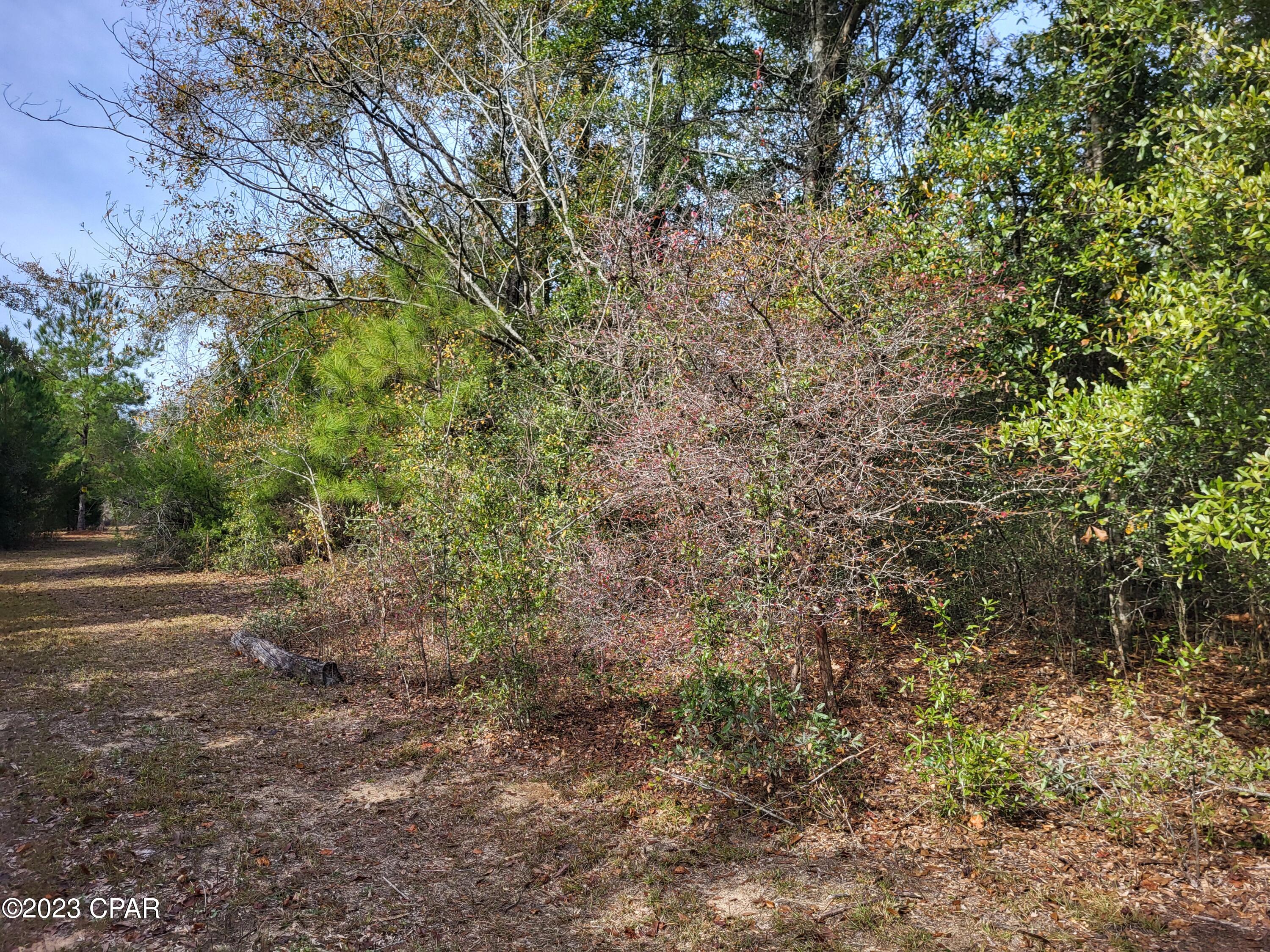 White Pond Plantation - Land
