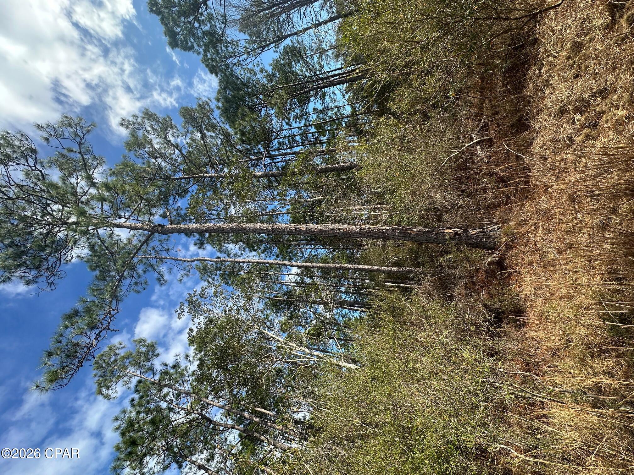 20 acres of mostly tall pines!! Trees look to be in great shape, and one could get a timber cruise for an estimate of timber value.     Property is secluded, with a 30' easement up to Douglas Ferry Rd.    Great for hunting or start your new homestead with Country living.   Located straight North of Panama City Beach, just South of Chipley FL in the Florida Panhandle.   

Call broker for access info.   Survey needed to verify easement location information.