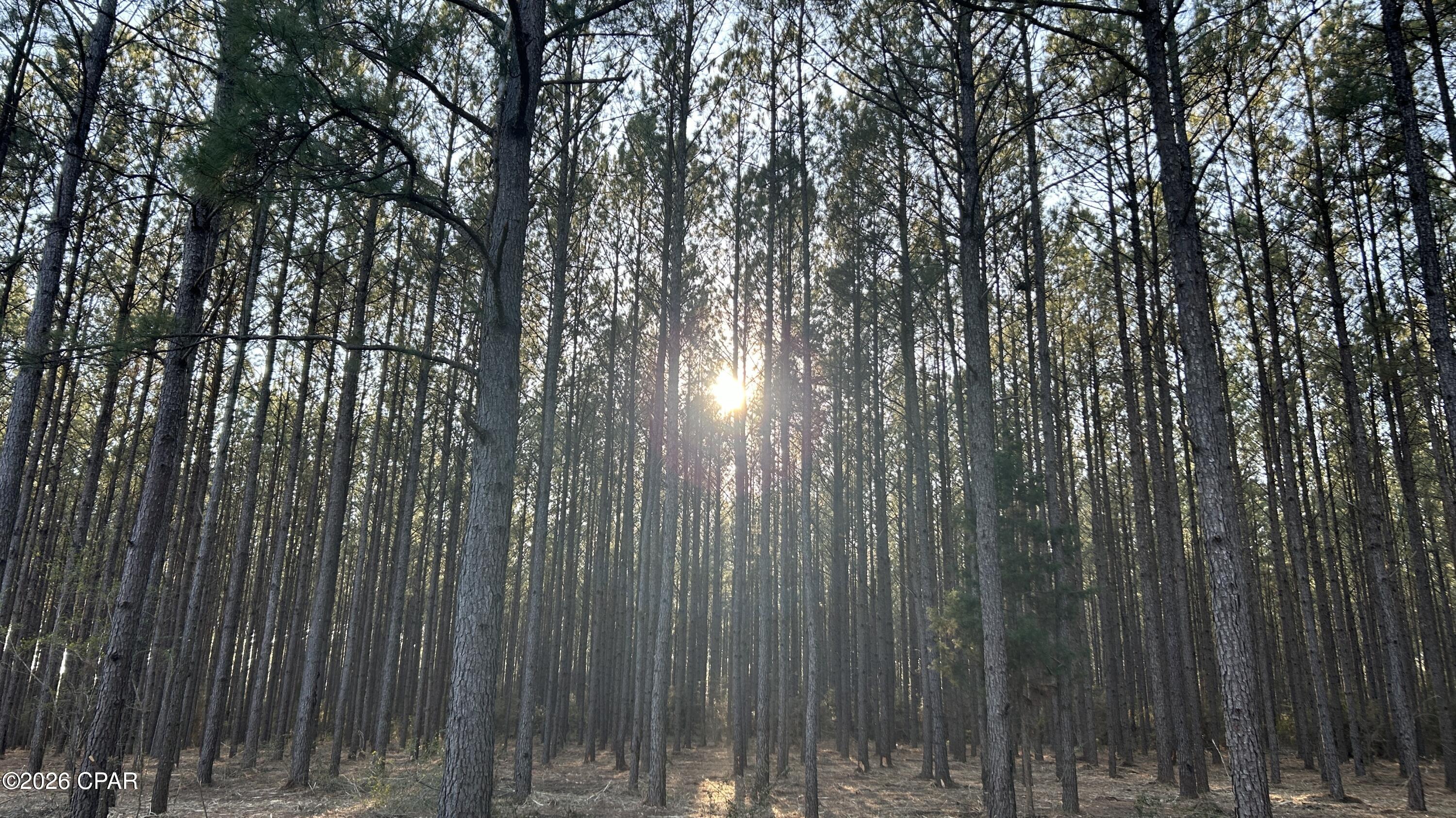 Are you looking for some nice rural land in which to build a new home, recreate, or perhaps establish a small business income?  Then look no further than this beautiful acreage set within a stand of mature pine timber. To the east side of the property you will find road frontage, accessible power, and the perfect location to build and greet the morning sun. As mentioned, the tract is filled with mature pine timber whose under carriage could also be cleared to support a consistent straw production business year after year. The wide strategically planted straight rows are perfect to maximize the harvest of a pine straw cash crop, of which the mature pine timber should certainly produce. And for those looking to hunt and recreate, the tract holds an abundance of wild game given its thick wooded cover that makes the perfect habitat for the area's wild inhabitants. Give us a call today, as this prime rural land shouldn't last long.
