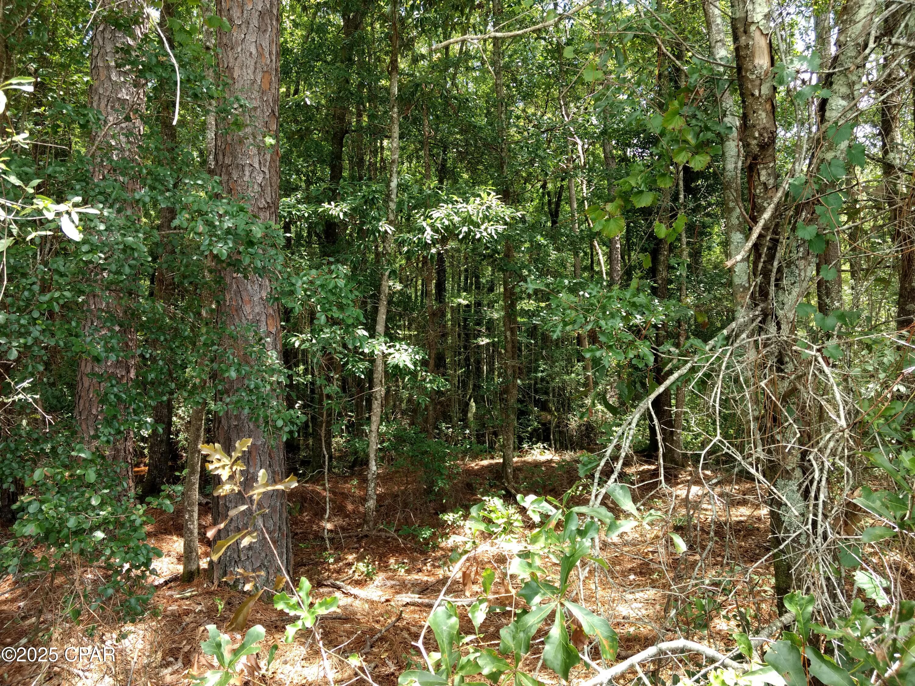 Reedy Creek - Land