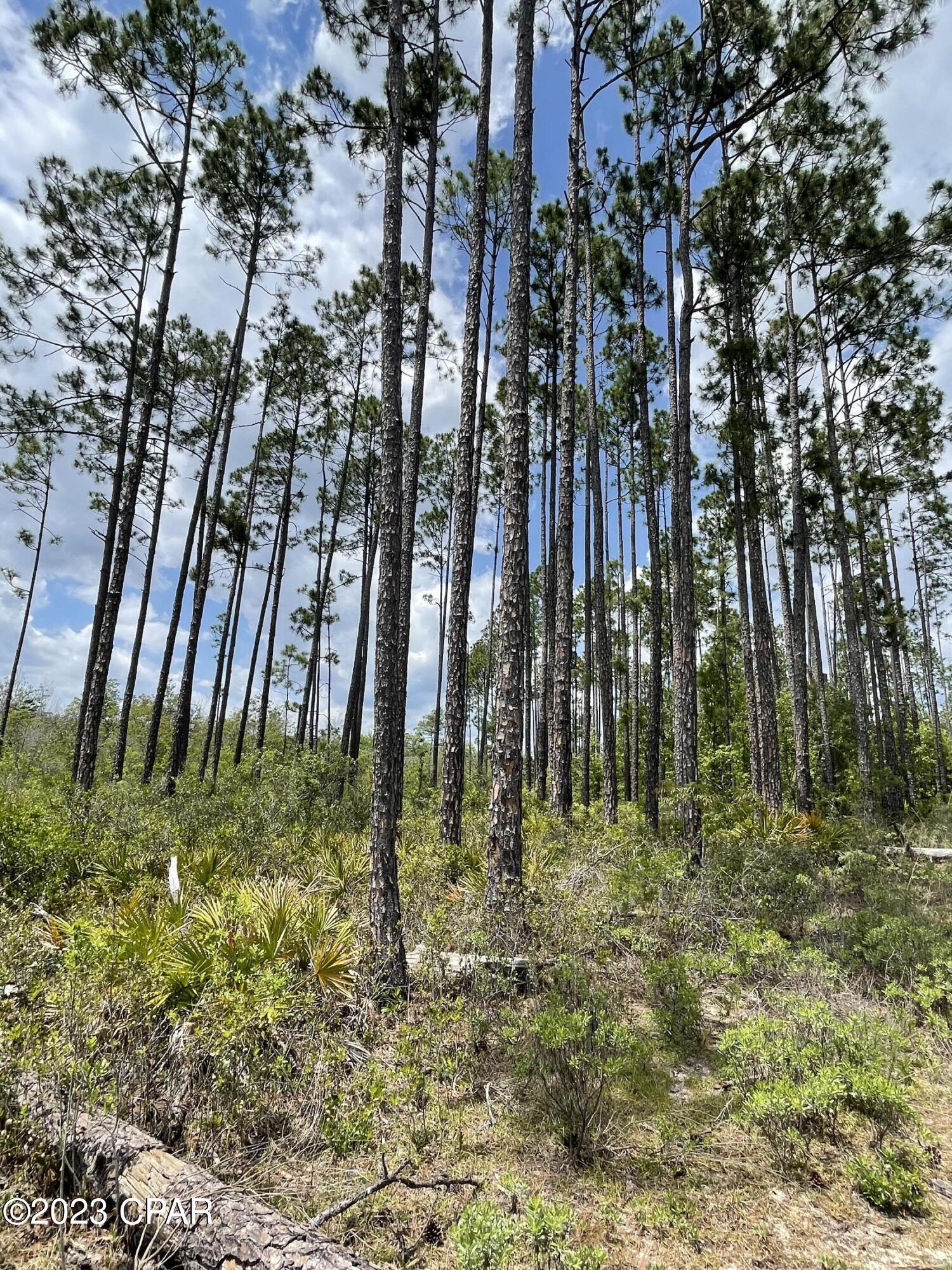 140 acres of prime land available in Calhoun county! A mix of mature pines, believed to have timber value, along with multiple fresh water creeks make this parcel ideal for your new homestead. No restrictions mean you can build your dream home and bring your livestock! North parcel backs up to a hunting lease and should remain private with no growth for years to come. Seller has survey available, as well as, will be granting an easement from State Route 20 for easy access.