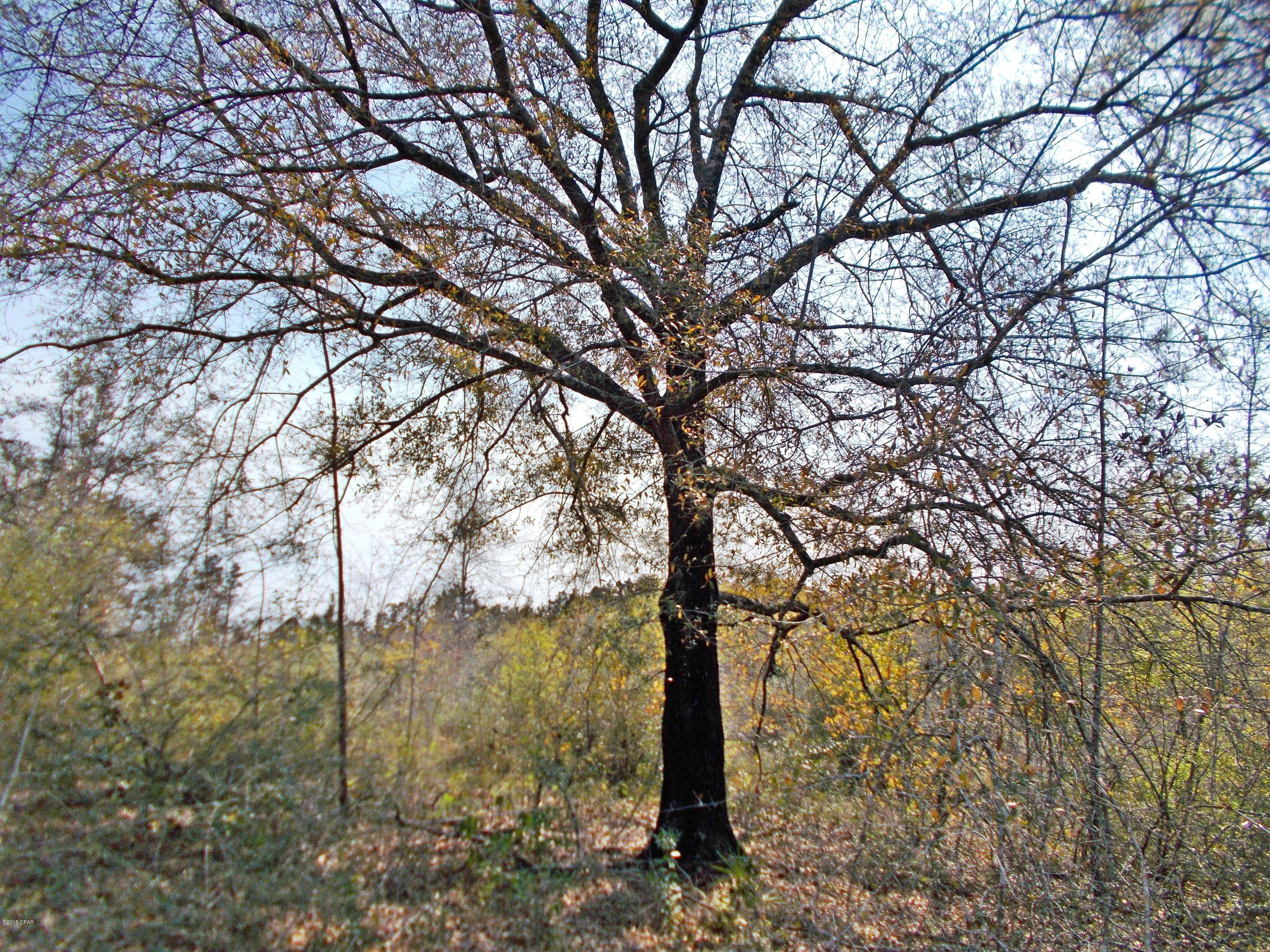 Beautiful wooded parcel just south of town, this is ideal for hunting, there is some very large wildlife in this area, there is also a small stream on the property which makes it attractive to wildlife, many great home sites, some large oaks and some rolling hills, this is a very pretty place.
