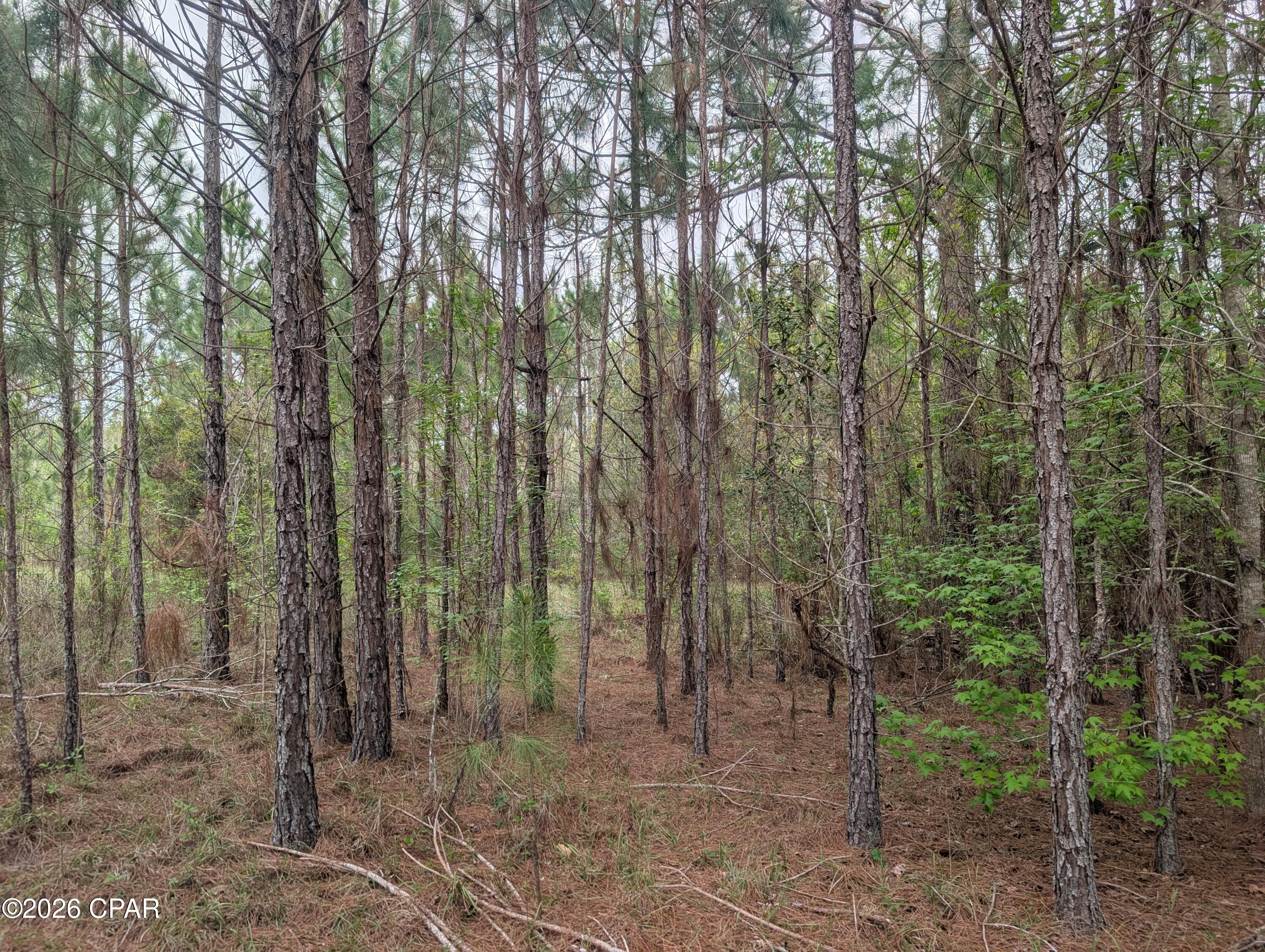 Reedy Creek - Land