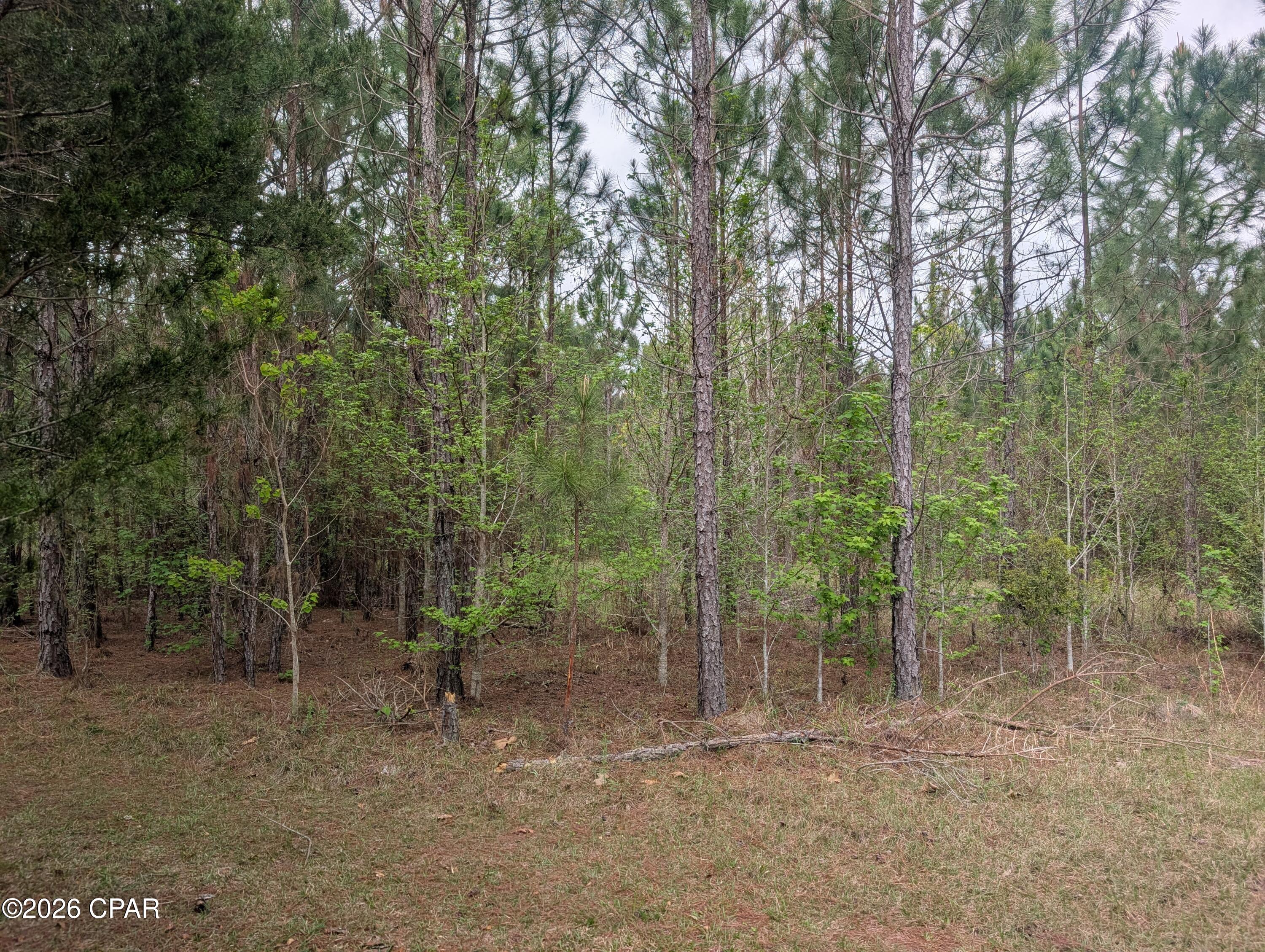 Reedy Creek - Land