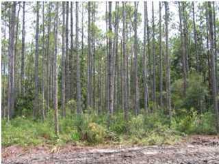 The lowest priced home site in the community!! Priced just reduced $1000.  Not a short sale! Investors, Builders and Home Owners take notice. Unbelievable Opportunity to build your dream home in Laird Point! Huge Price Reduction. This gated, waterfront community offers the perfect blend of privacy and proximity. All just minutes from Tyndall AFB, restaurants, and shopping. We have local builders and lenders that are very familiar with Laird Point and are ready to help. Laird Point offers City Water/Sewer and Underground utilities. Please call if you would like to schedule a personal tour of this property and Laird Point. Local bank now offering up to 90% financing on lot loans.
