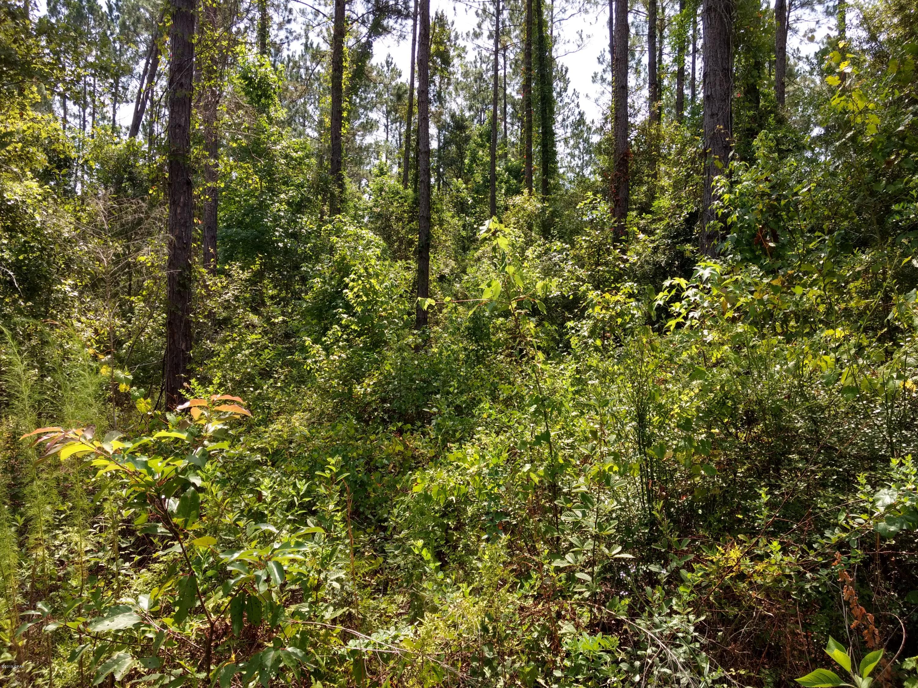Canopy Crossing - Land
