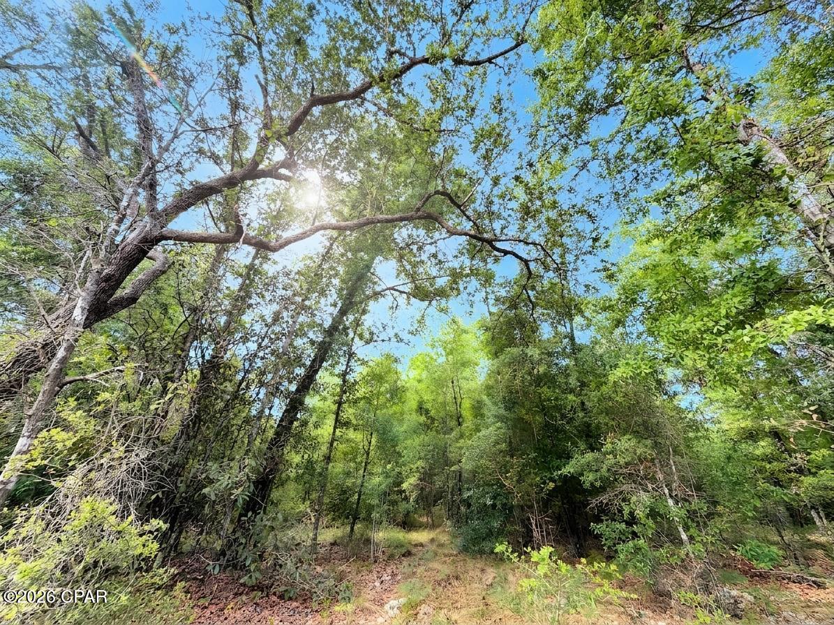 Discover an exceptional opportunity to own approximately 225 acres of pristine, wooded land near Compass Lake in the Hills. This expansive property consists of four connecting parcels, offering flexibility for a variety of uses while maintaining the convenience of one large, continuous tract.

The land is richly forested, making it well-suited for timber investment or selective clearing to create your vision of a custom home site or multiple residences. With ample acreage, there's plenty of room for trails, hunting, outdoor recreation, or a thoughtfully planned residential development.

Conveniently located just 30 minutes from downtown Marianna, you'll enjoy easy access to shopping, dining, and local amenities while maintaining the peace and seclusion of rural living. Plus, the white-sand beaches and emerald waters of Panama City Beach are only about an hour away, offering the perfect balance between country living and coastal escapes.

Whether you're an investor, developer, or someone dreaming of owning a large, private piece of Florida land, this property presents endless possibilities. Don't miss the chance to secure a substantial tract in a growing and desirable area.