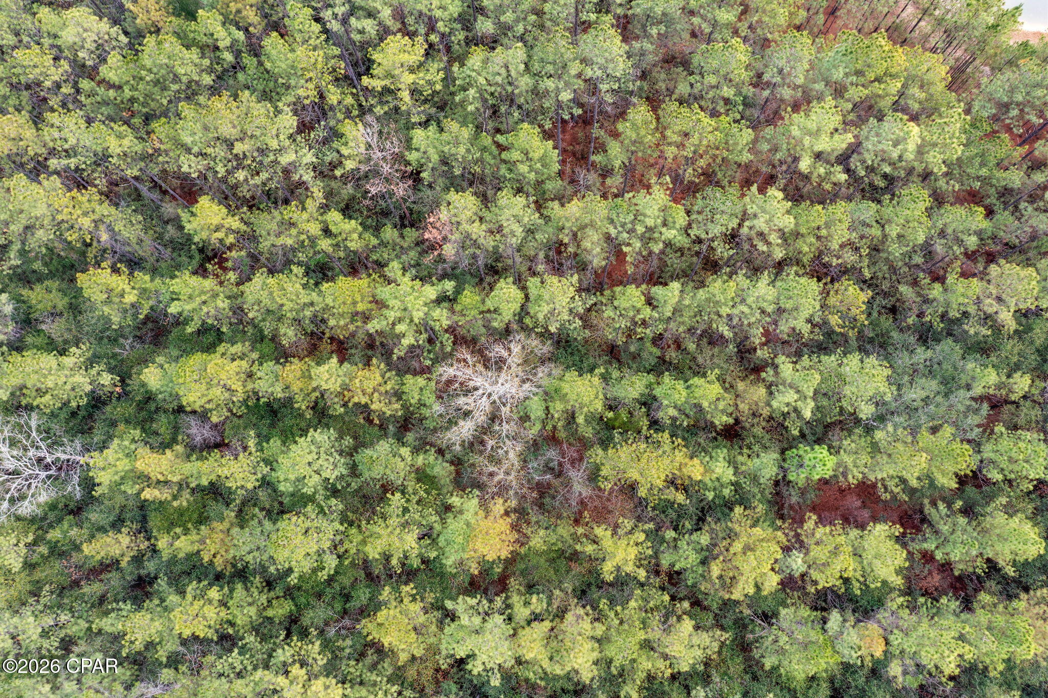 Reedy Creek - Land