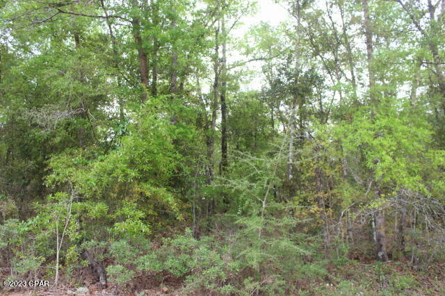 Buckhorn Creek - Land