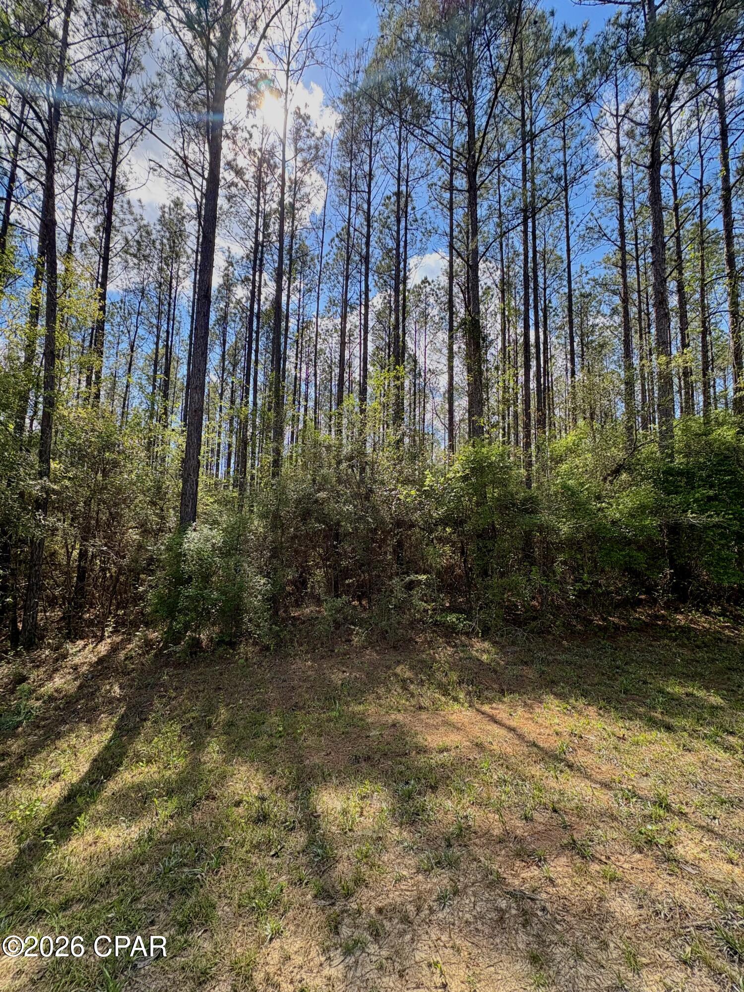 Reedy Creek - Land