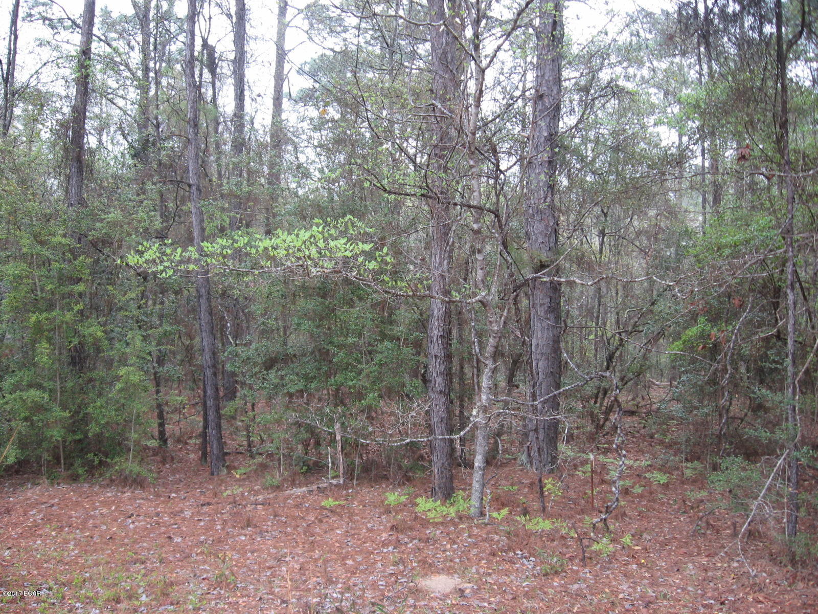 This wooded lot is high and dry.