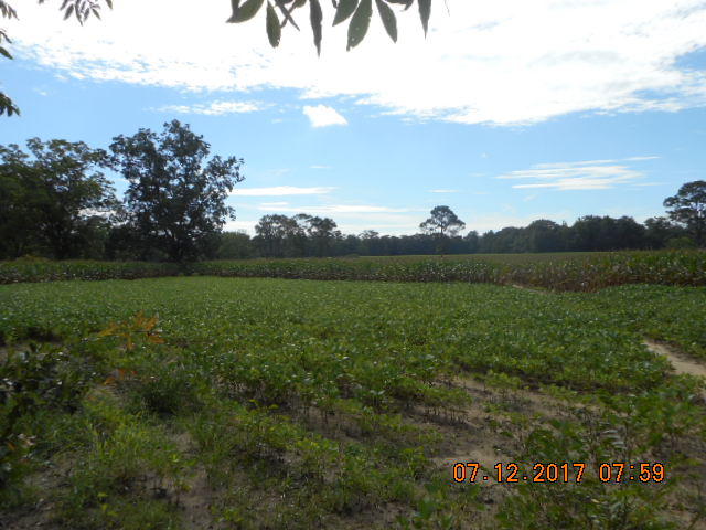 BEAUTIFUL CROP LAND FRONTING PAVED ROAD IN NORTHERN HOLMES COUNTY NEAR ALABAMA LINE. PRICED TO SELL AT $1,943 PER ACRE. LAND IS CURRENTLY LEASED AND PLANTED IN CORN AND SOY BEANS. FARMER WILL BE ALLOWED TO HARVEST THIS YEAR'S CROP. THERE IS A SMALL POND ON THE PROPERTY. THE MAJORITY OF ACREAGE IS IN CULTIVATION WITH SOME WOODED PROPERTY ON THE BACK. LOOKING FOR PEACE AND QUIET WITH ELBOW ROOM, THEN DON'T LET THIS ONE GET AWAY!
