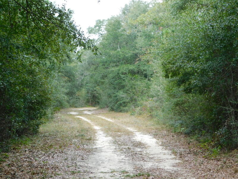 Beautiful 79+ acres located close to the town of Holt,1/2 mile to state highway 90 and 1 mile to Interstate 10. Level, wooded land and ideal for a wonderful homesite, hunting and recreation purposes. This fast growing area of Florida offers so much so close. It is about 45-60 minutes to the beaches along the Emerald coast and all it has to offer. Large tracts like this do not come for sale often , so make a call today and arrange to view this parcel. There are a few well cared for roads on the land so it can be easily accessed. This parcel is part of a larger parcel that is being sold off. Seller may consider selling the entire 120 acres .