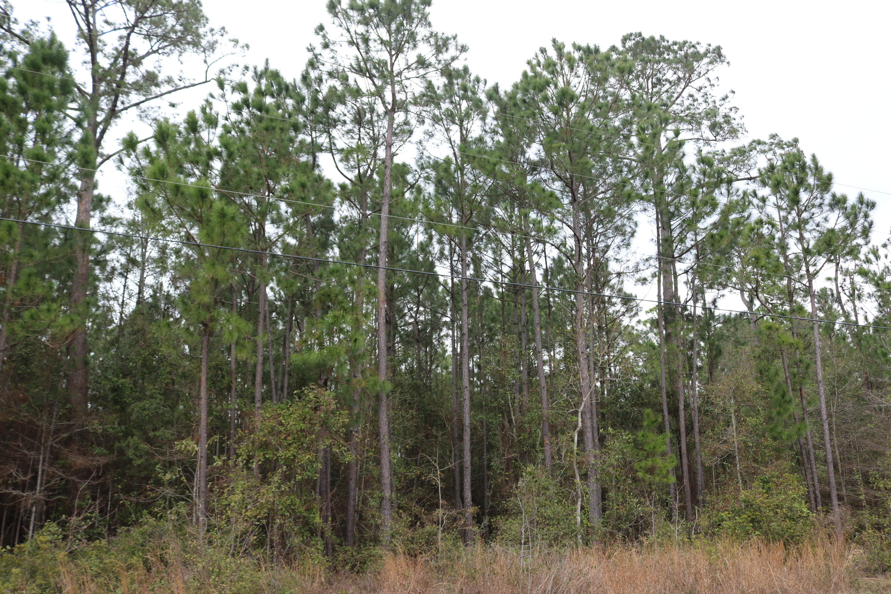 ESCAPE! Incredible opportunity! Two side-by-side lots available, nearly an acre each in the quiet community of Harbour Oaks. Purchase individually or both together (for less than $70K!). Public boat launch is less than a half mile away and the water is only a short walk. Hiking trails are just on the other side of Avalon Blvd. With an elevated home, you will probably enjoy water views from these lots. Such a great bargain for so much property. Garcon Point bridge is a half mile away, providing quick commute to shopping at Tiger Point, or make a short drive to Navarre, Navarre Beach, Gulf Breeze, Pensacola, or Pensacola Beach. Go north to Milton or Pace, or jump on I-10 and be in Pensacola in just a few minutes. Lots 12 and 13.