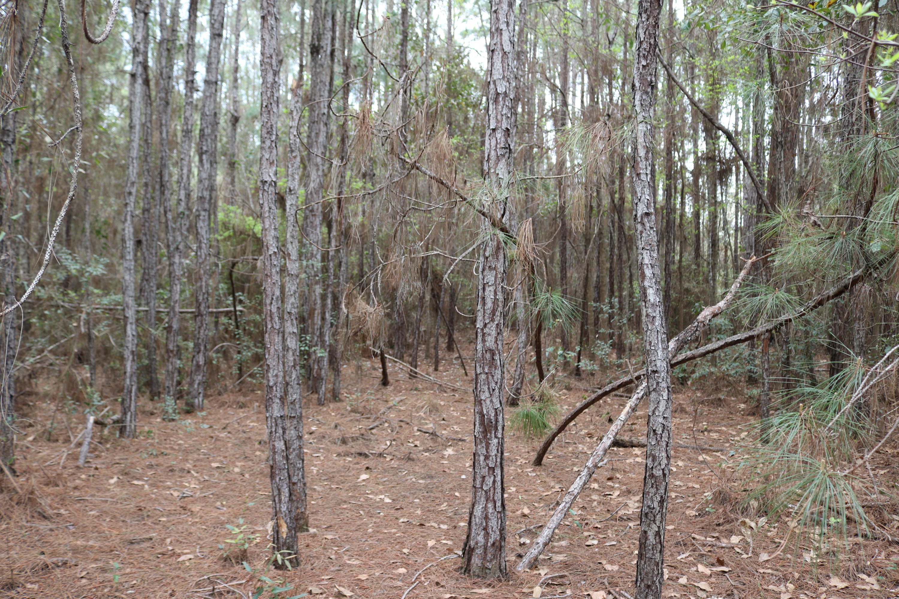 HARBOUR OAKS - Land