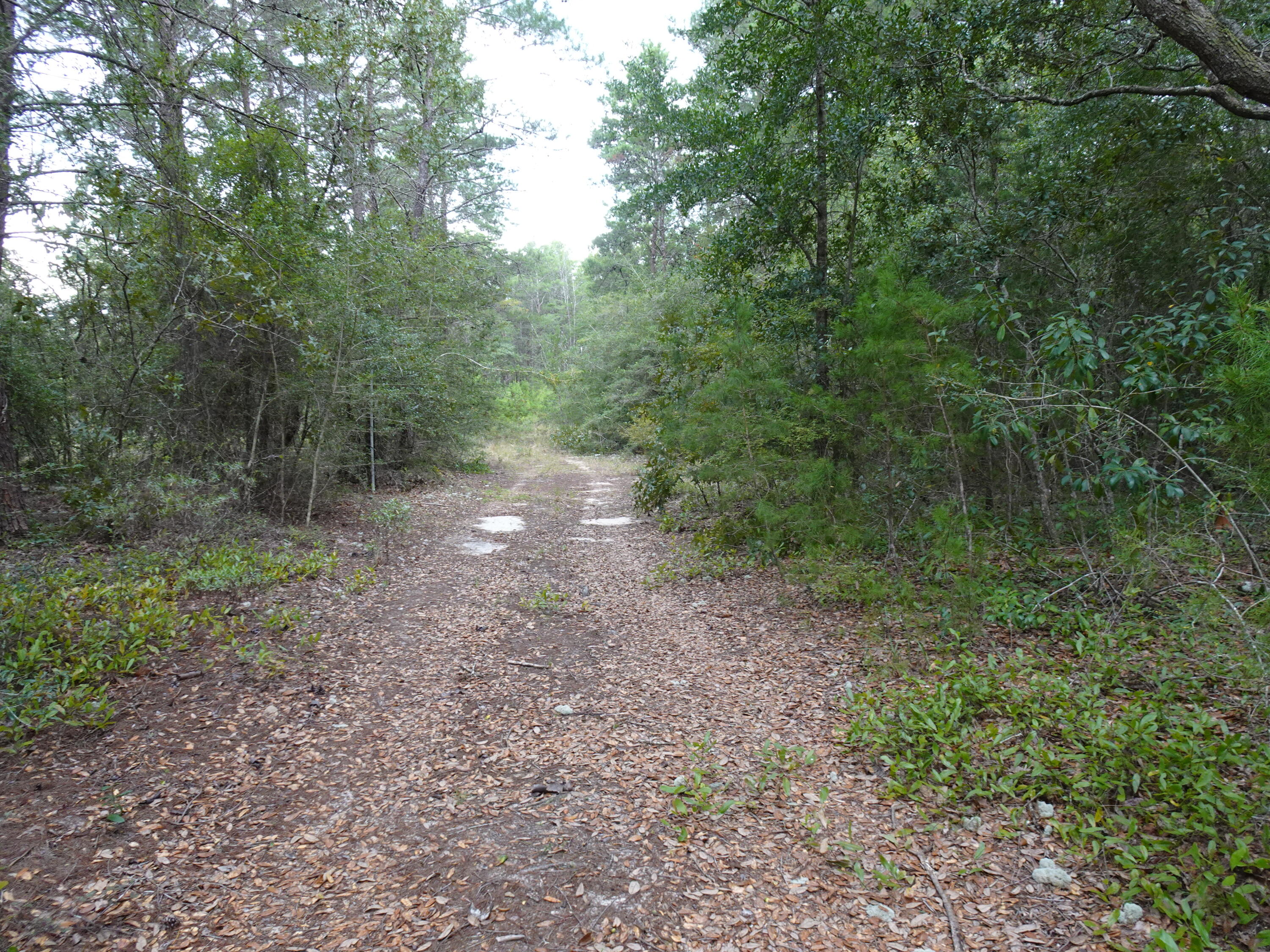 Located South of town with perfect access to South Walton Beaches this property gives you ever opportunity you are looking for! Property includes a already established drive with woods on both sides, a deep well and well as septic system already in place. Chelco power is ran on both sides of property 300 to 400 feet back allowing for easy access to connect. property does have some cleared areas that would be perfect homesite along with woods left for privacy. Needing somewhere south of town to help cut time on your commute - look no farther, this 4 plus acres is a great buy!