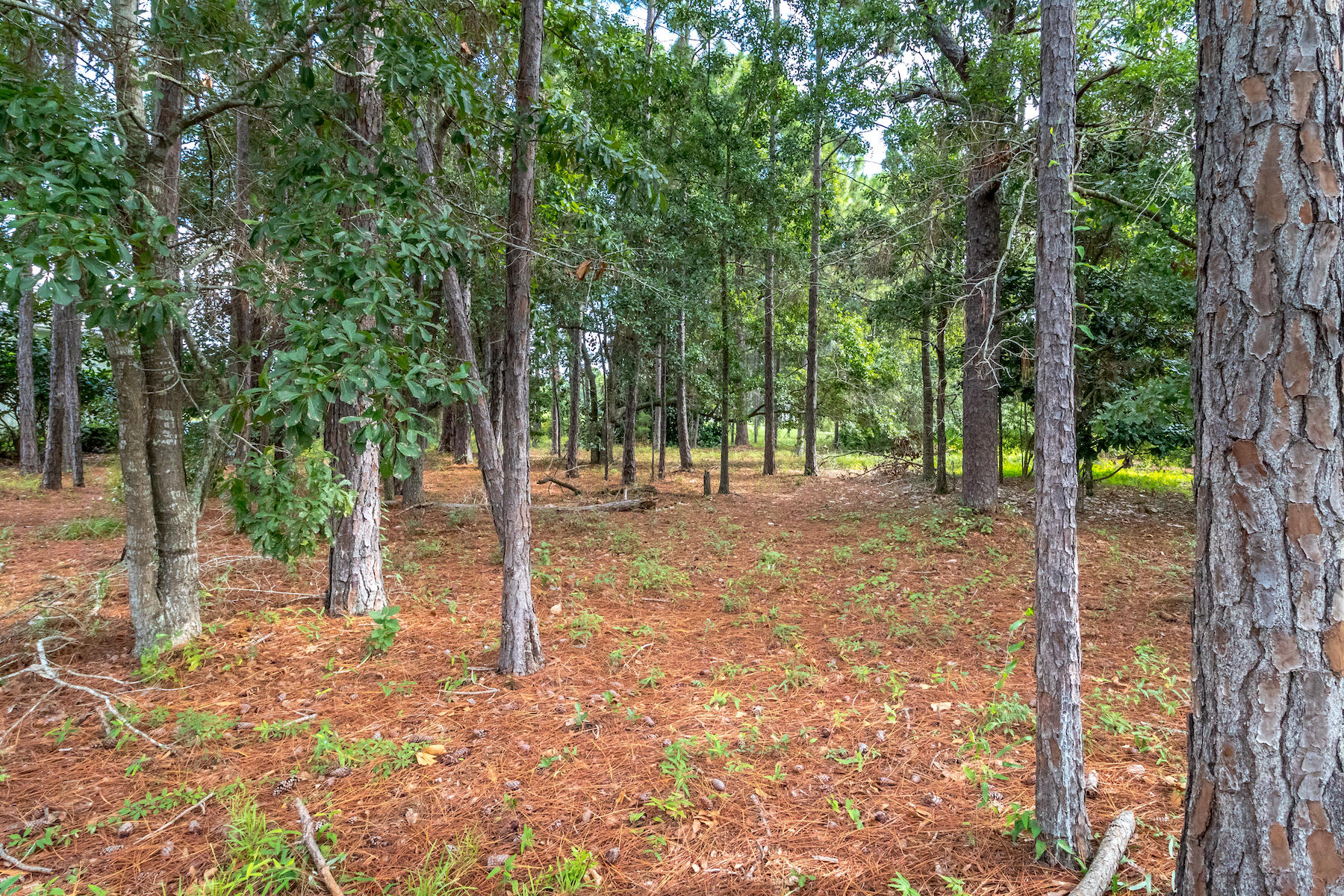 BURNT PINE - Land