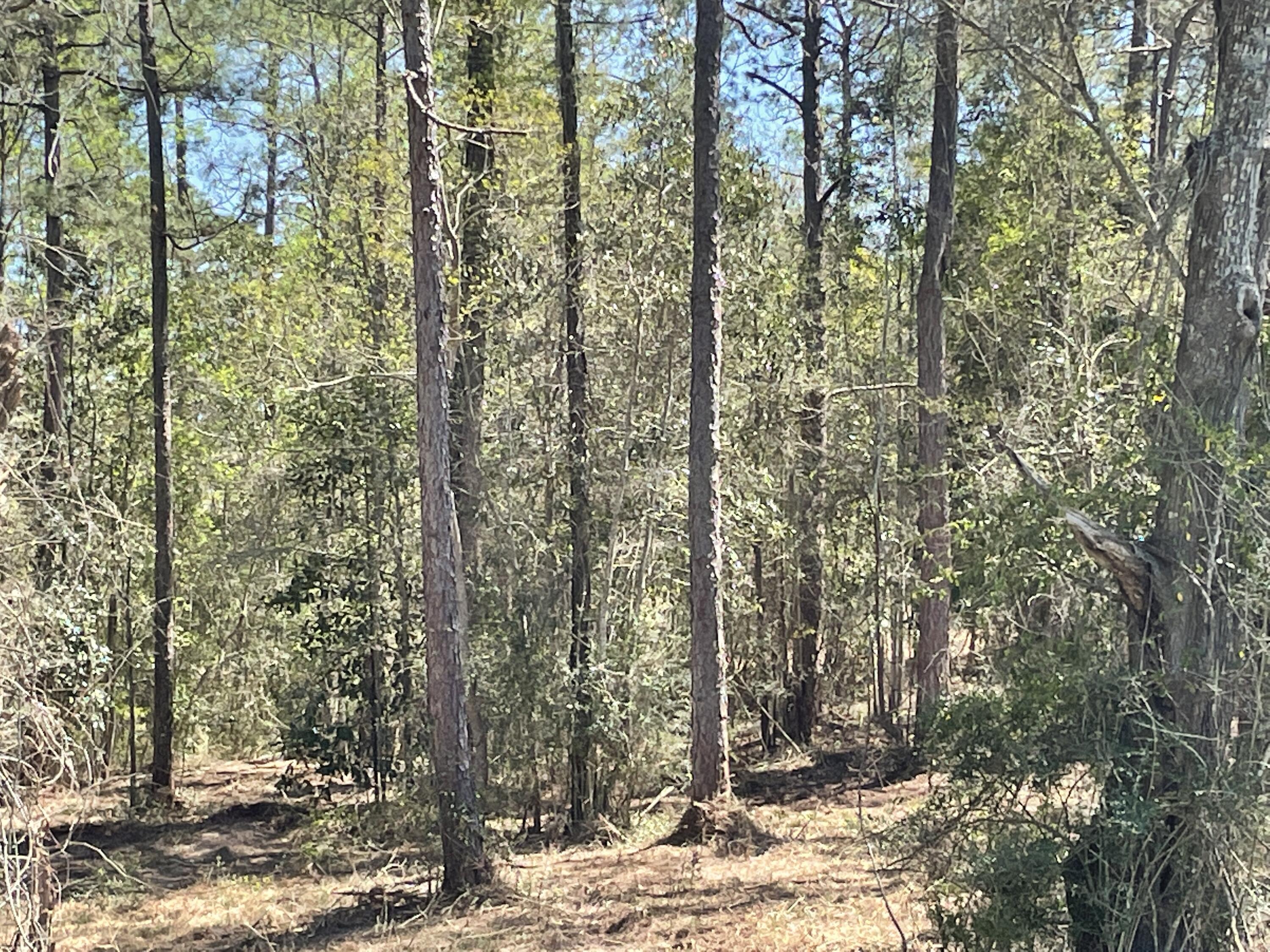 OWNER FINANCING WITH 10% DOWN!! 
 Beautiful wooded homesite.  Only 5 miles north of Historic downtown Defuniak Springs.  covenants.  No HOA.