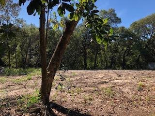 Just over 1 acre, cleared lot. There are wetlands present, but upland is large enough for a 2800 sq foot 2 story home. Seller has survey avail and wetlands assessment. Come on down and sit on this quiet and out of the way lot. Imagine enjoying your newly built home, sitting on the large back porch with private back yard. Check out the boat ramp just blocks away. Conveniently located in town and no HOA.
Buyer to verify all measurements and other items deemed necessary for purchase.