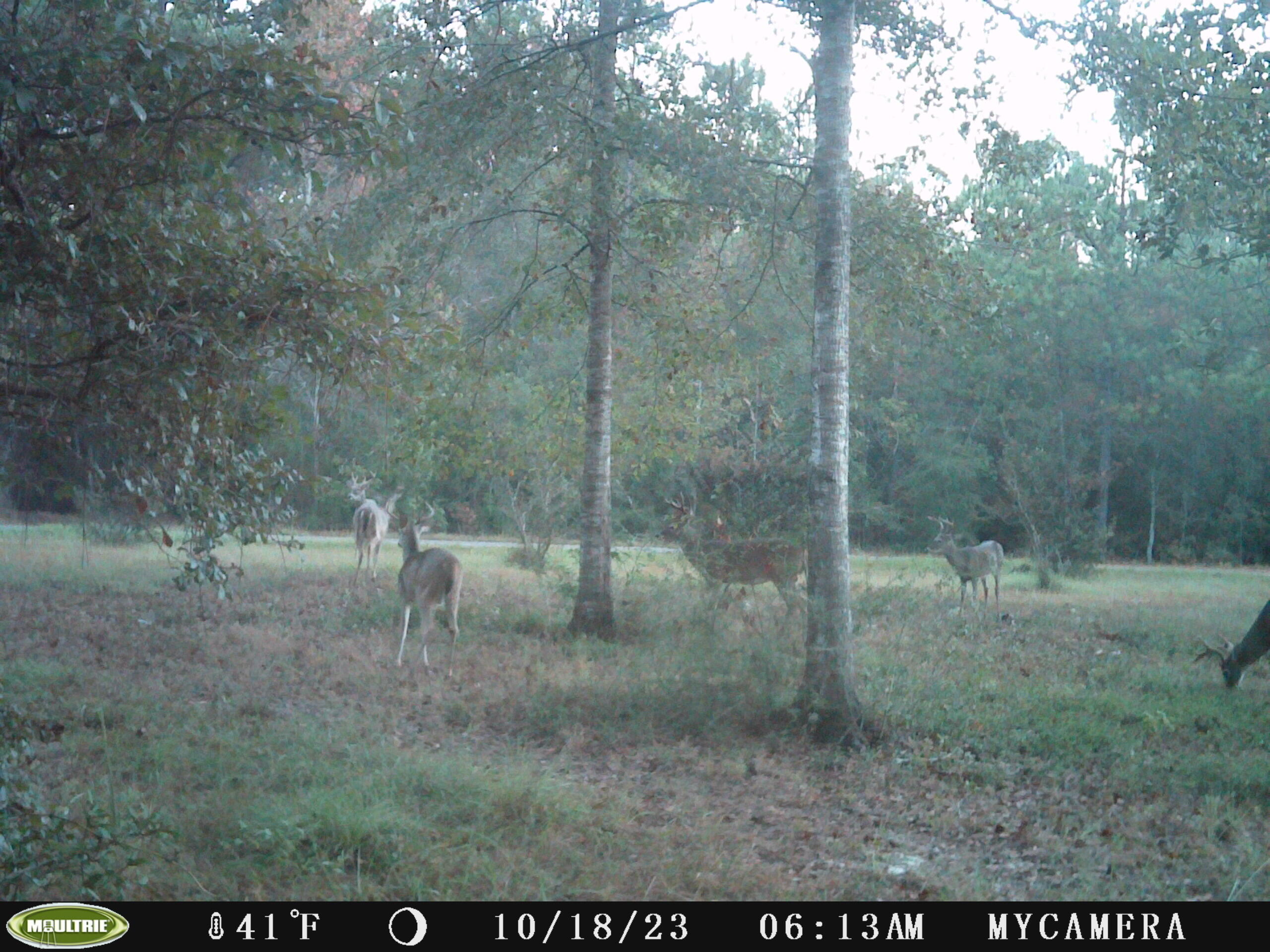 Little Slice of paradise here in Laurel Hill/north Walton!
10+/- Acres of prime land featuring beautiful oak trees and dirt road frontage.The perfect location for your new home and has easy access to and from Hwy 2, Hwy 85 and the FL/AL state line. Enjoy endless options of your favorite restaurants, beaches and shopping centers and much more!
Additional Acreage and a House is available!