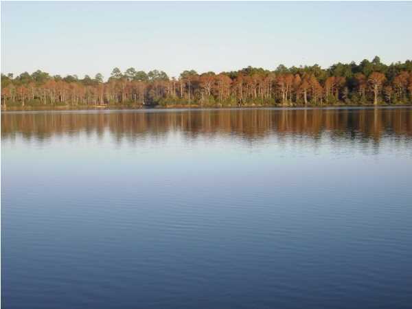 BLUE CYPRESS - Land