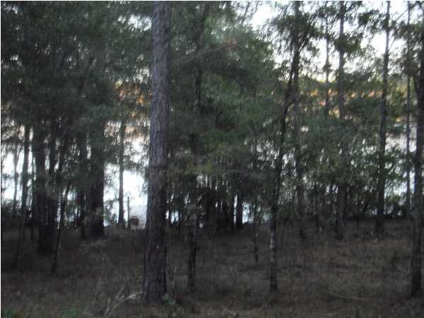 BLUE CYPRESS - Land
