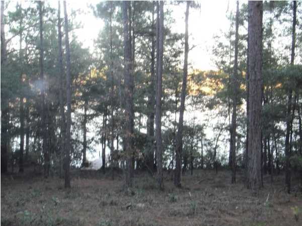 BLUE CYPRESS - Land