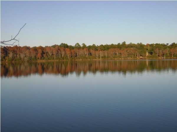 BLUE CYPRESS - Land