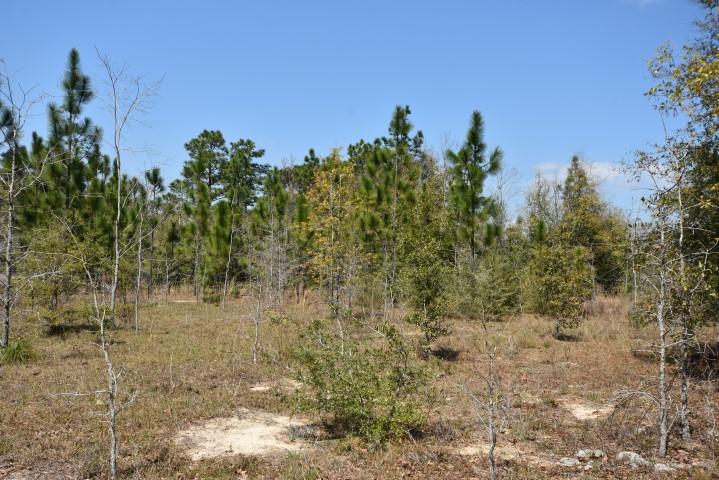 COLONY RIDGE PH I - Land