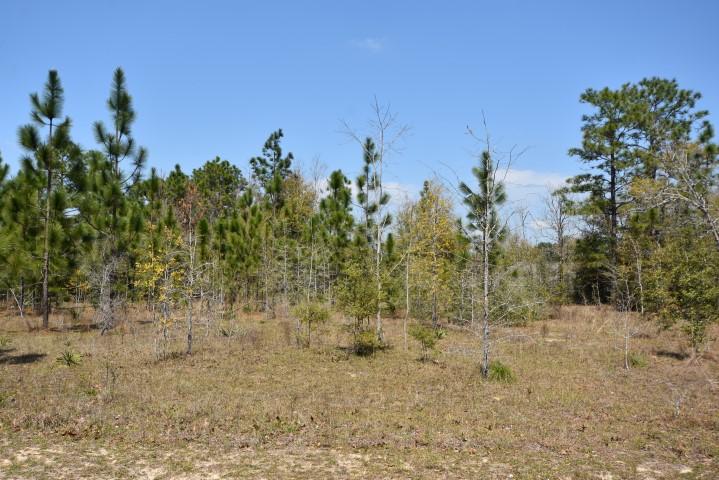 COLONY RIDGE PH I - Land