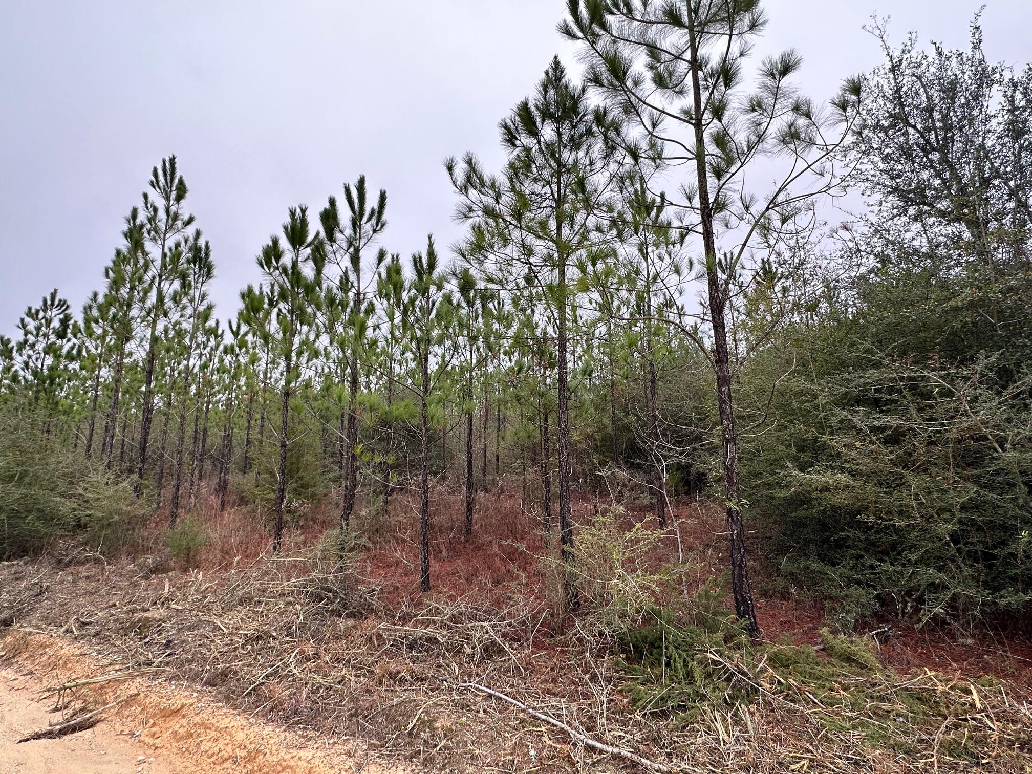 Dream Location for Country Living or Hunters Paradise either way you won't want to miss this opportunity! This Beautiful 12+/- Acres of prime land has so much to offer,Planted Pine- young pines. Bring your build plans, hunting gear, Horses and ATVS LOCATION LOCATION!!!! This Property has Easy Access to Panama City Beaches I-10, Hwy 79, and Hwy 90.Additional land available