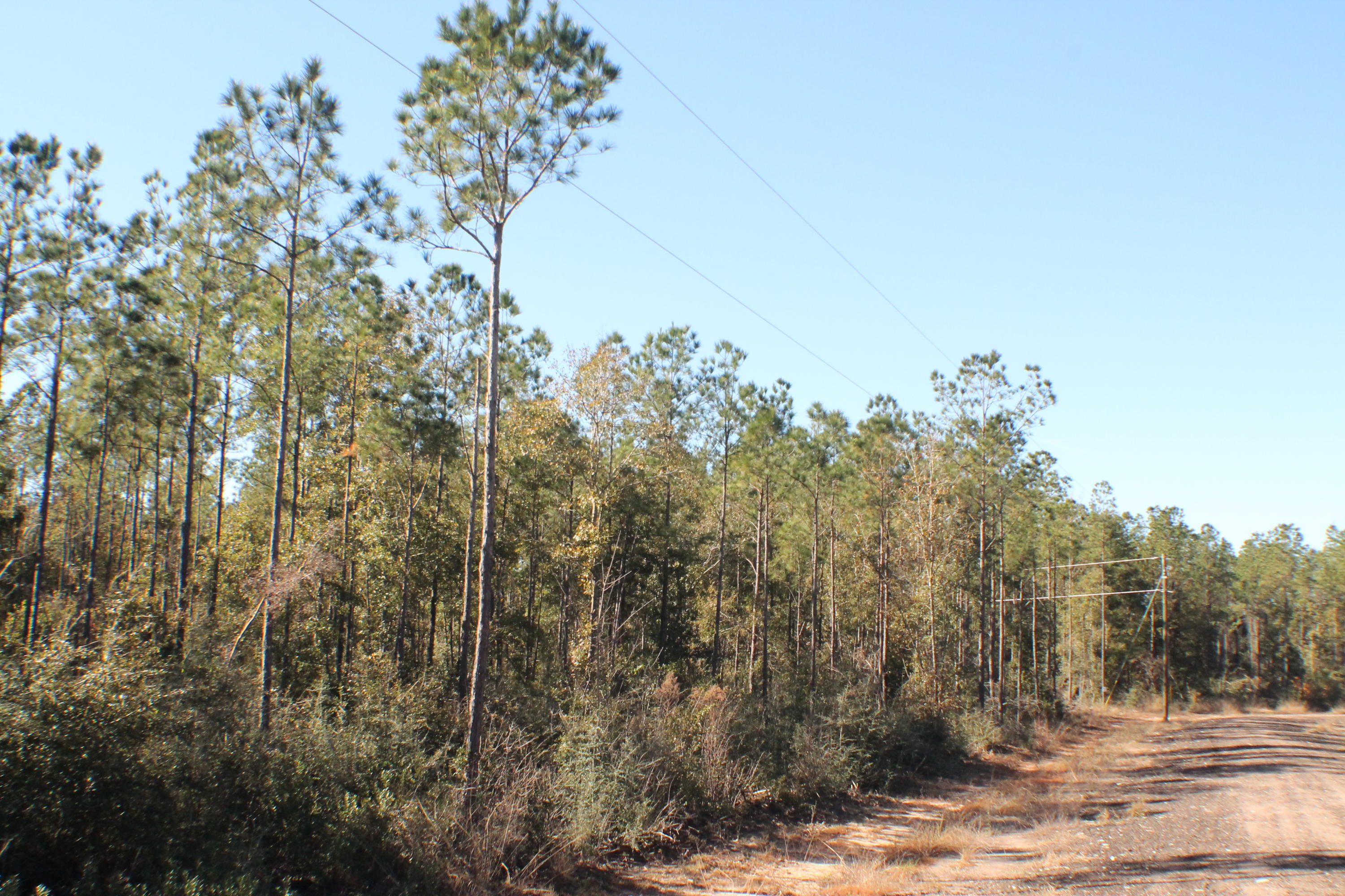 MILLERS BLUFF - Land