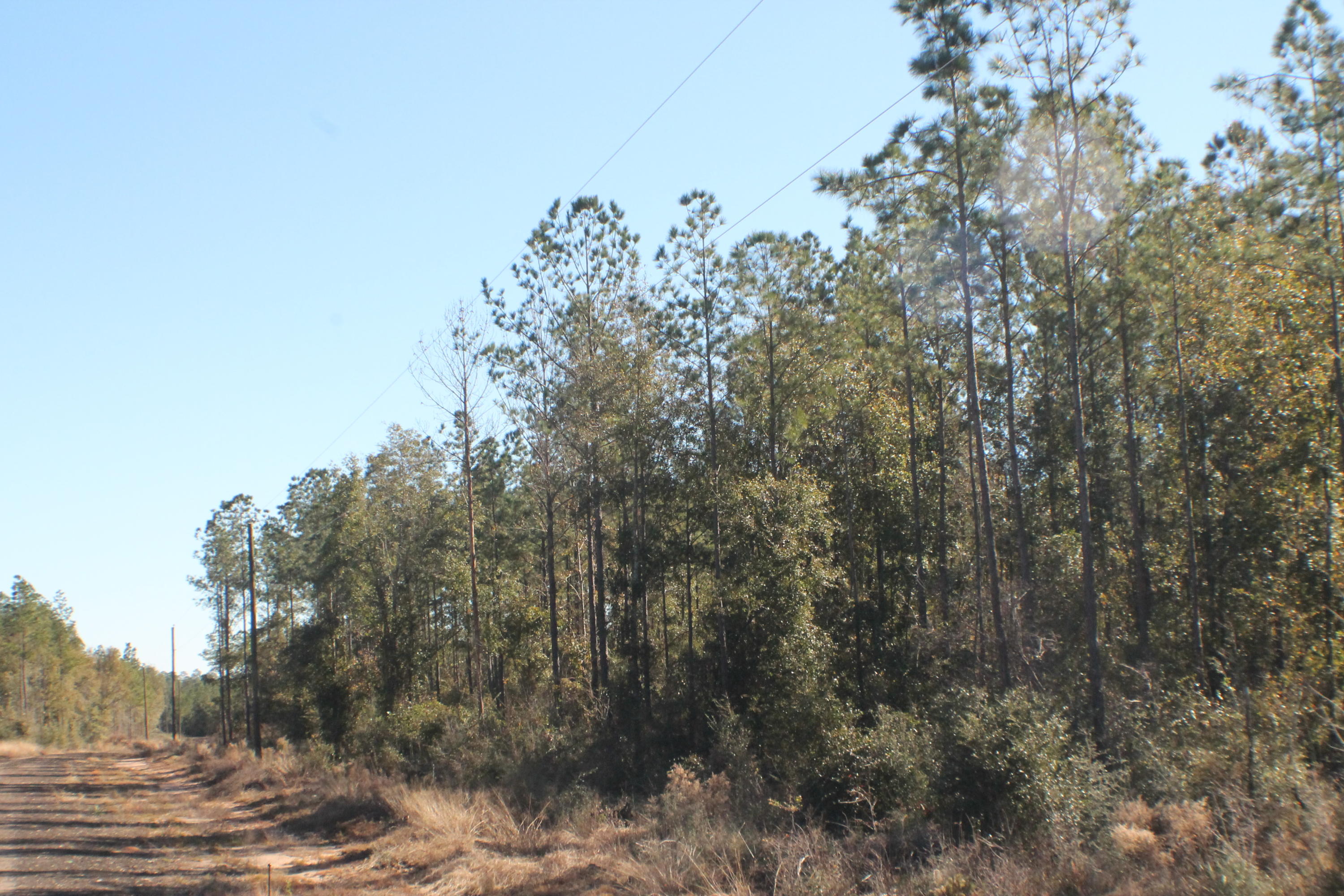 MILLERS BLUFF - Land