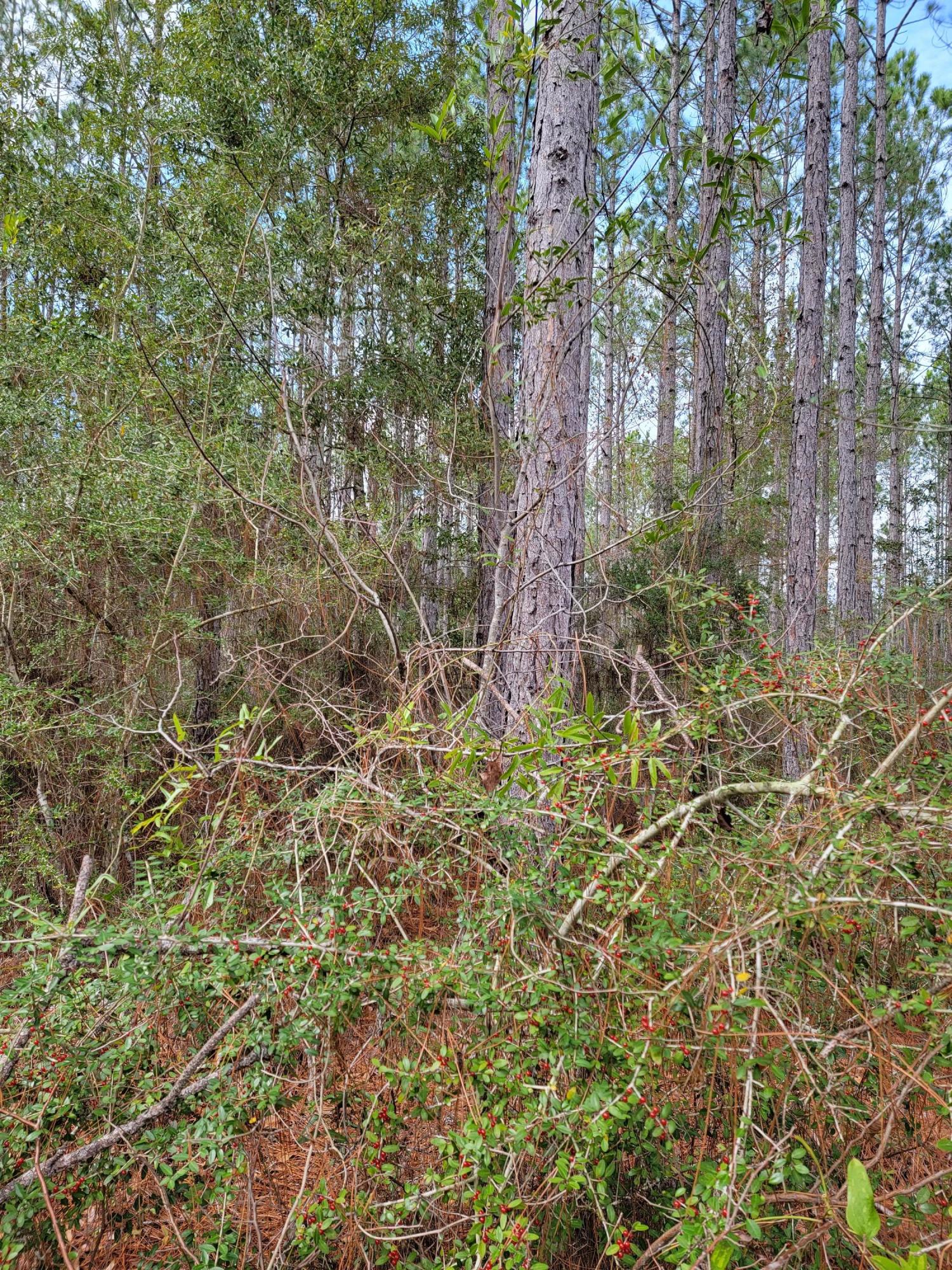HAMMOCK BAY - Land