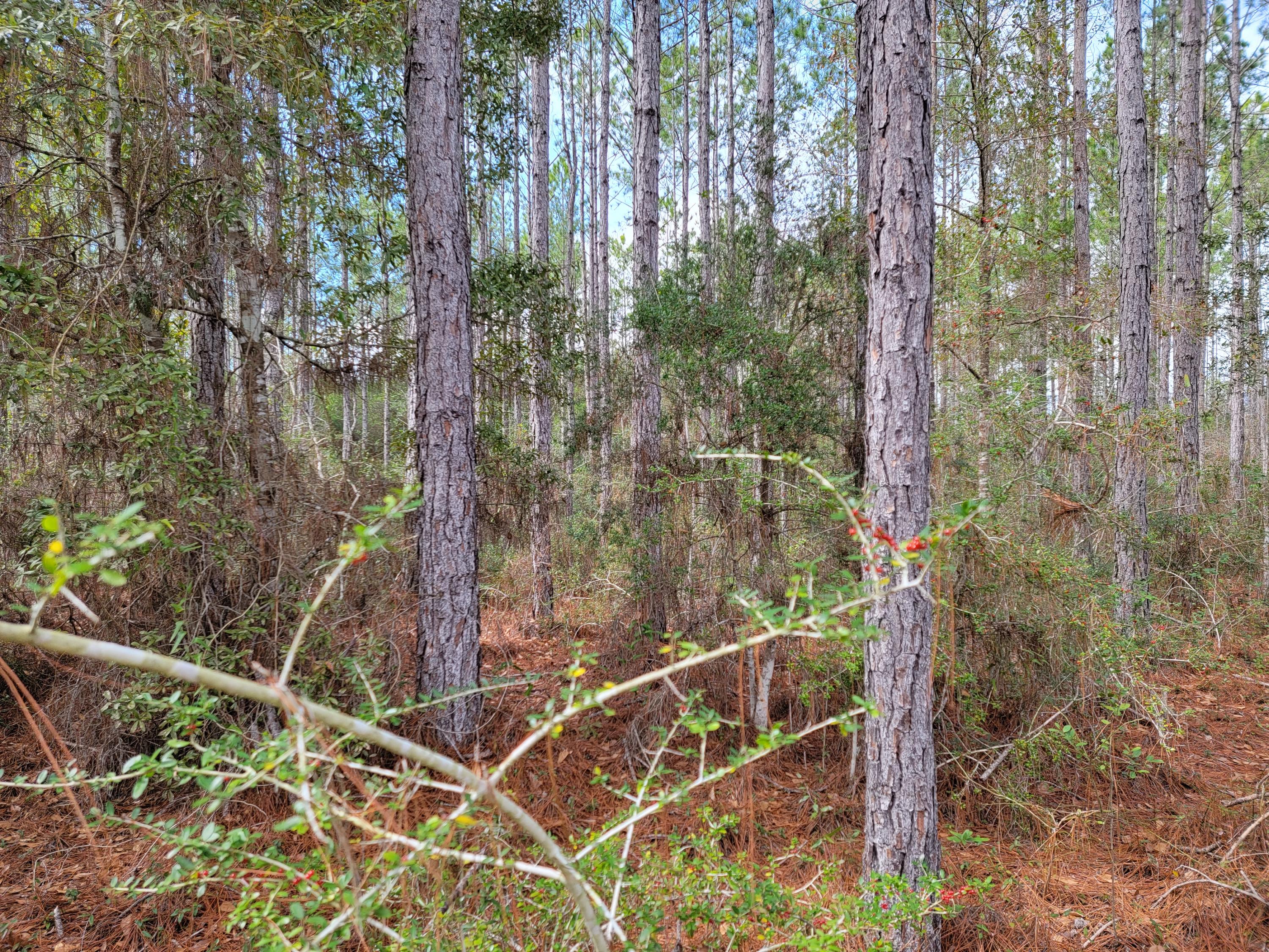 HAMMOCK BAY - Land