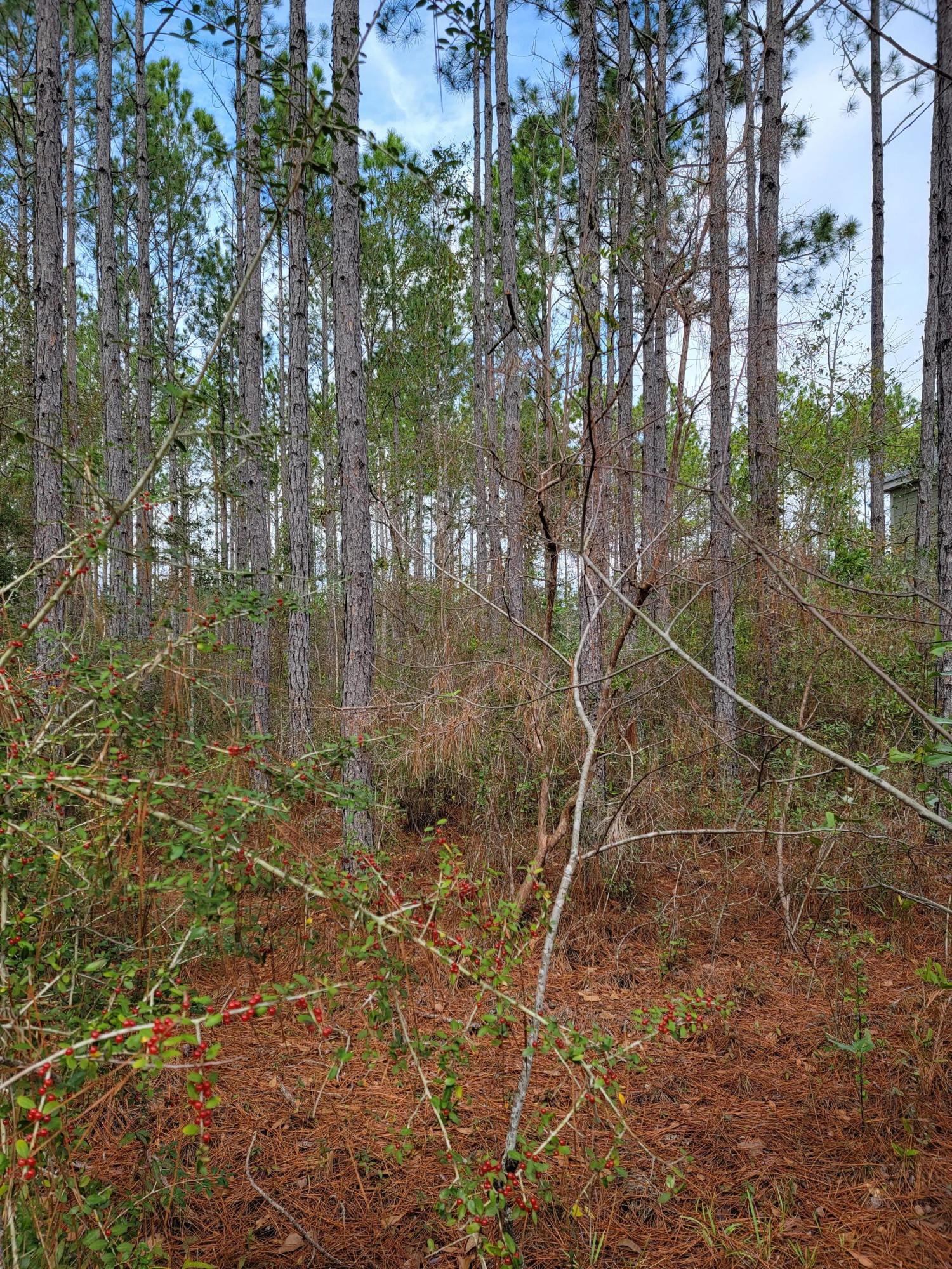 HAMMOCK BAY - Land