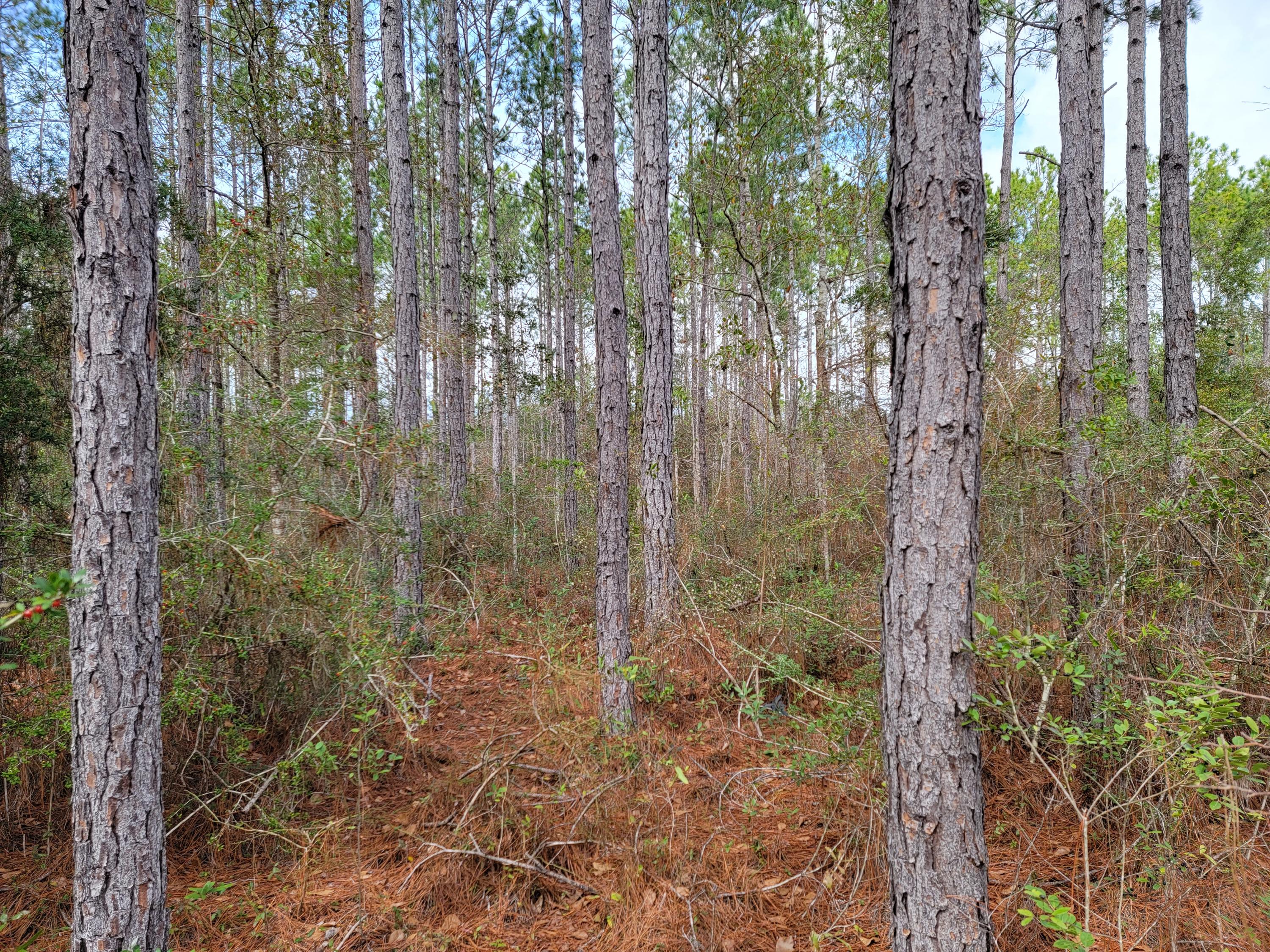HAMMOCK BAY - Land