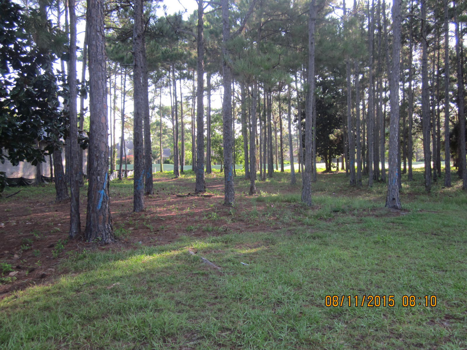 ISLAND GREEN - Land