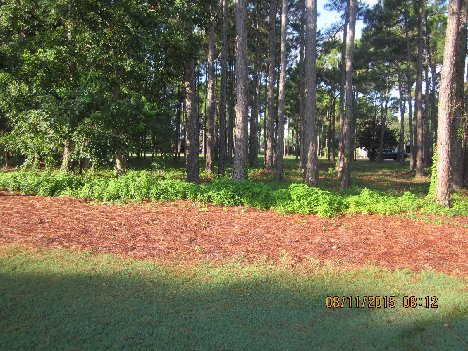 ISLAND GREEN - Land