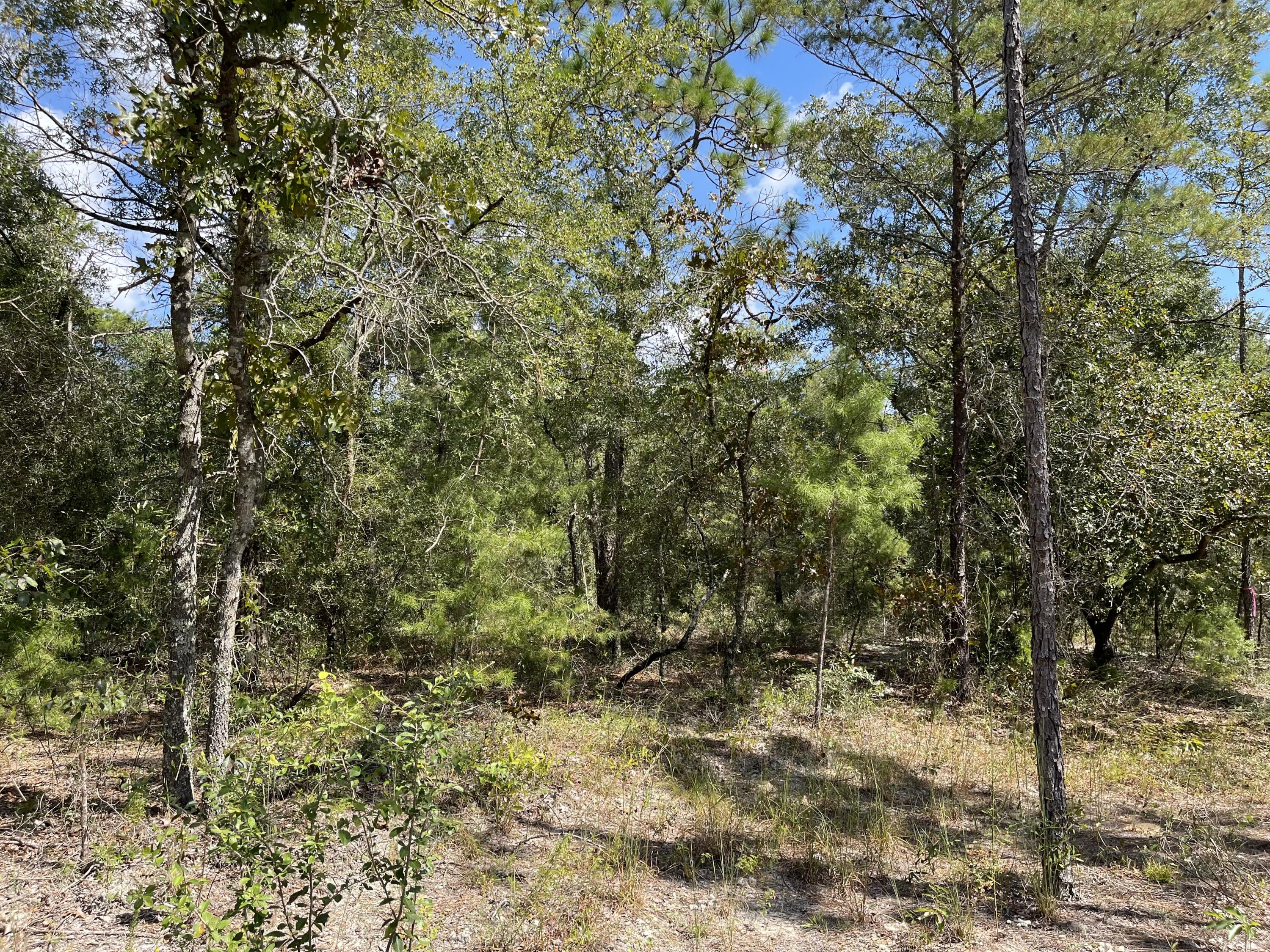 Amazing Value!! Beautiful wood lot approx .23 acres between DeFuniak Springs FL and Mossyhead. 

Modular homes allowed. No HOA. 
Minimal Restrictions. 

There are no existing utilities. 
Well/Power/Septic required. 
Power is nearby.

Property is Flood Zone X. Per the Walton GIS mapping, the property does not appear to have wetlands. 

Easy access to the I-10 & CR 285 south making it a great location for work no matter what direction you need to go! You will be approx. 30-45 mins to most workplaces as well as the beautiful white sandy beaches of Florida famous Emerald Gulf Coast and Crab Island.  

Buyer needs to verify building codes, zoning regulations, wetlands and flood zones, etc with proper local authorities to ensure buyer will be able to utilize the property for intended use. Information contained within this listing is deemed to be accurate but is not guaranteed.

All dimensions shown are approximately only per CRS Property Data Report. A Survey must be completed to confirm property lines and dimensions.