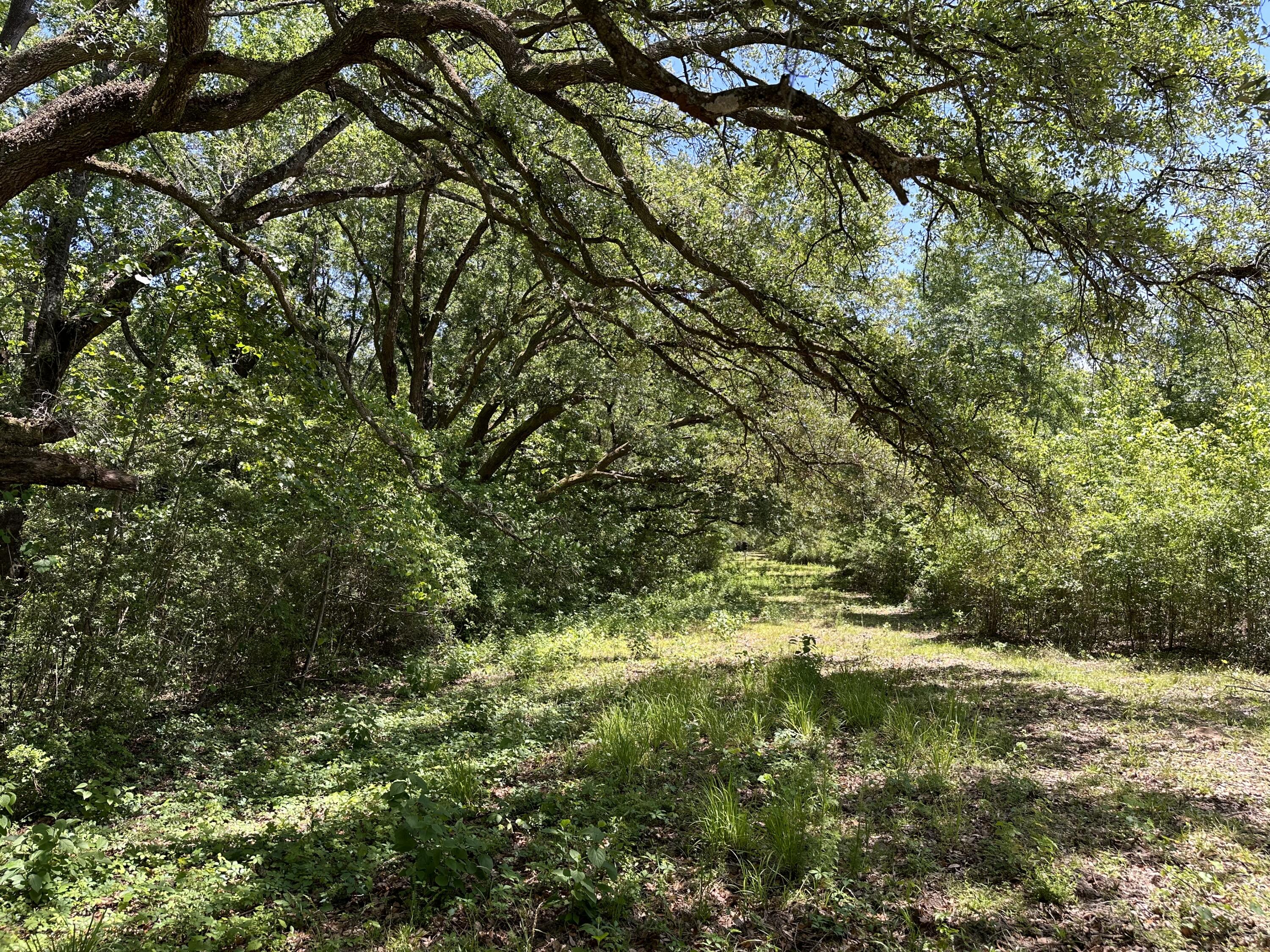WOW!!!  What a view to wake up to every morning! Talk about breath taking!  Photos do not give justice, these Mature Oak trees give life to this property. 10+/- Acres of Prime Agricultural zoned land, was once used for row crops years ago can now be the perfect location for your new home. Easy access to hwy 2, hwy 85 and just a short drive to the Fl/AL stateline.