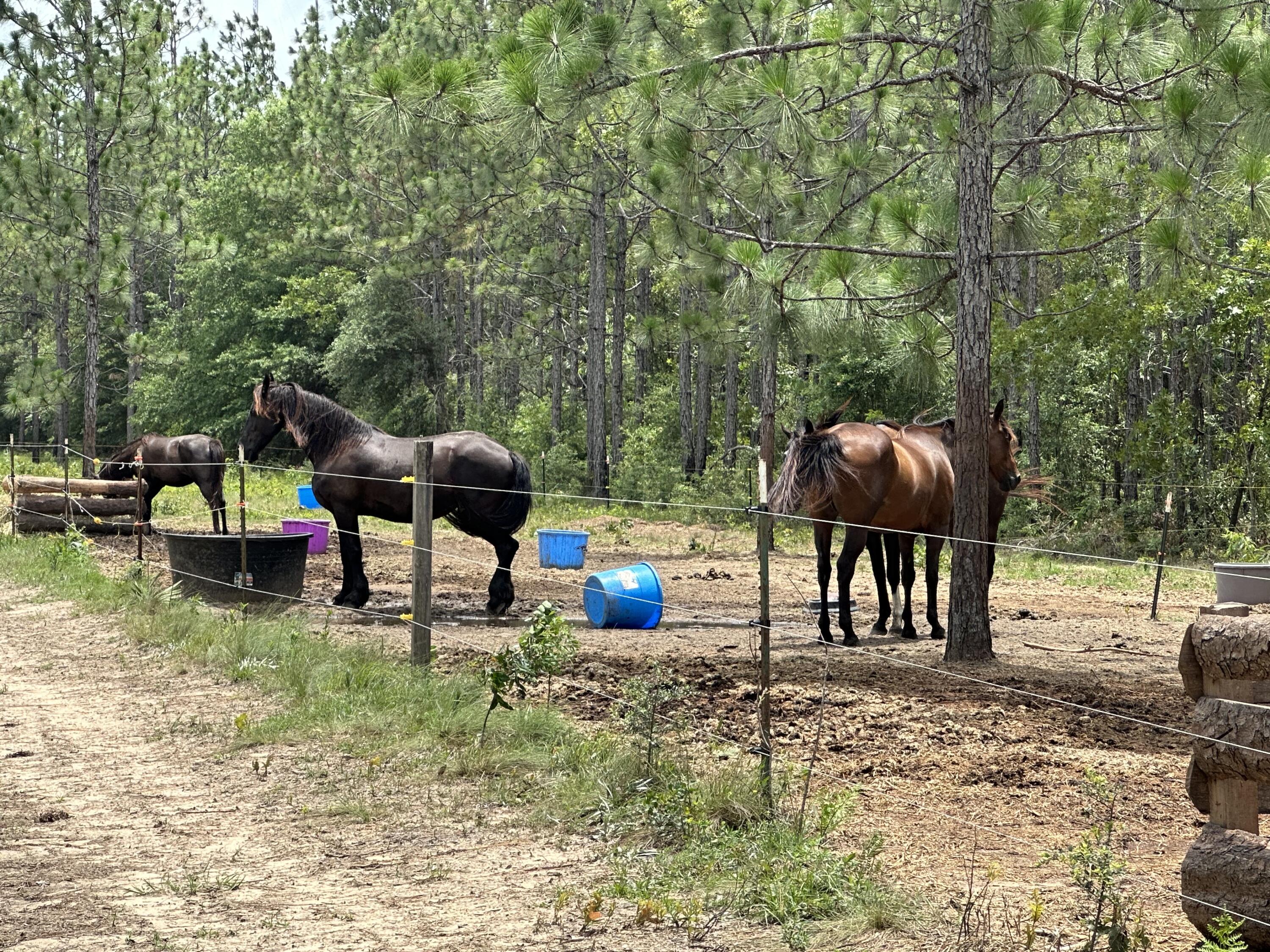 Bring your build plans, Your horses and your ATVs! This 20+/- Acres of prime level land is ready for you to call home! Head for a day at the beach or trip to the grocery store? This property gives easy Access to Hwy 90 and I-10. In Santa rosa county and just shy of Okaloosa county.
Under ground power along the road.