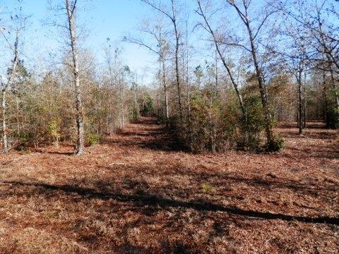 SO PEACEFUL, YET SO CLOSE TO TOWN!!
20+/- Acres north of Bob Sikes Road. Property is wooded with trails throughout. Perfect for permanent residence or hunting camp get-a-way. Electric available. Private well and septic tank will be needed. Camper on-site is of no value. Small stream on back of property. Two driveways - one on north end and one on south end of property (please use south driveway).
Must see to appreciate location and property!