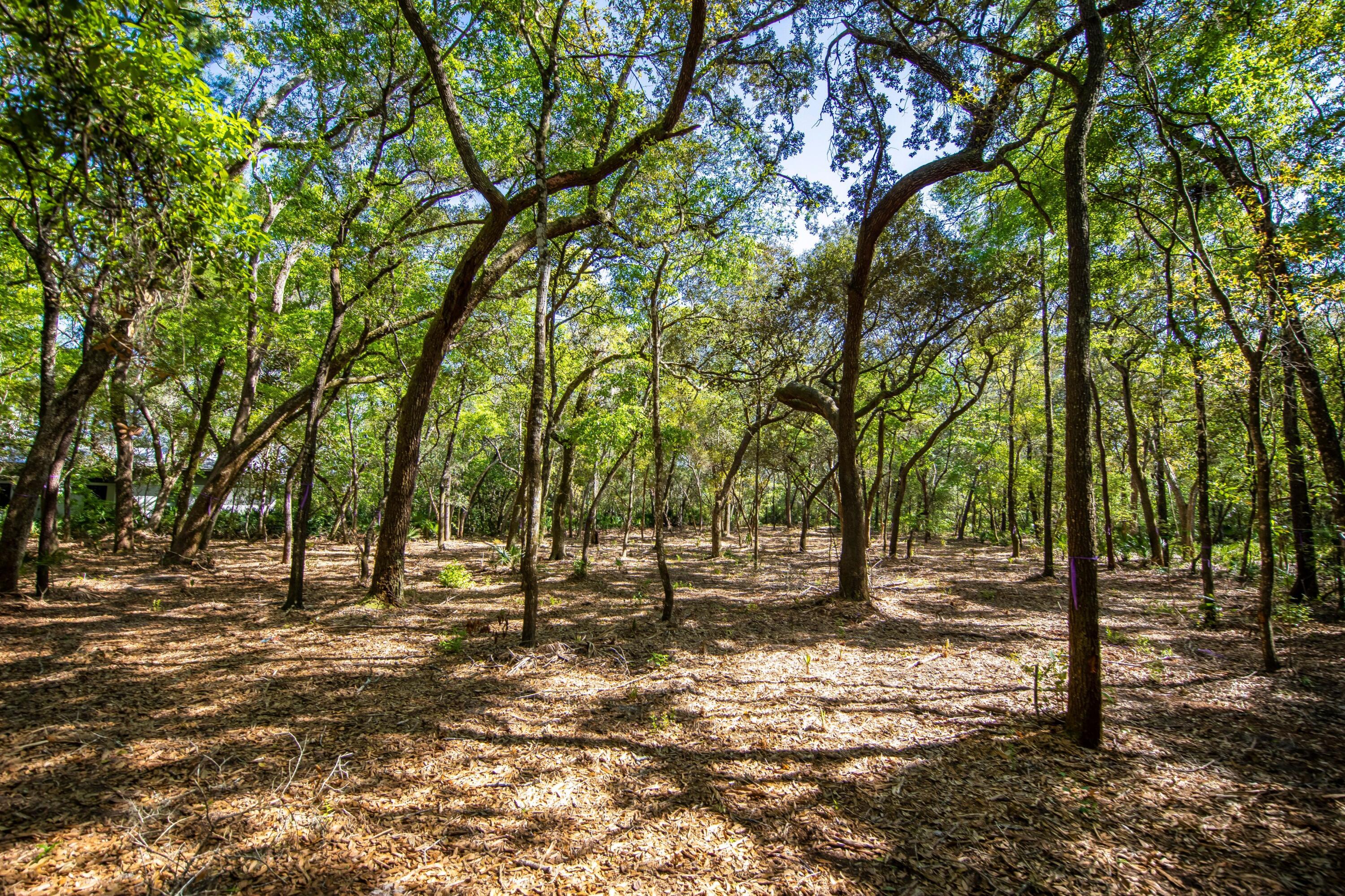 Gorgeous .42 acre homesite in one of South Walton's most desirable neighborhoods, The Estuary. The front of the lot is expansive and faces the northwest, 1 back from the water providing Bay views. Across the street, are some of South Walton's finest bayfront homes. High and Dry, the lot is pie shaped and provides a very large buildable envelope allowing for a sprawling home with pool, if so desired. The Estuary is a private gated enclave located just 5 miles from Grayton Beach and 30A. All information is deemed accurate, but not guaranteed. Full topo and tree survey included. Buyer to verify all information.