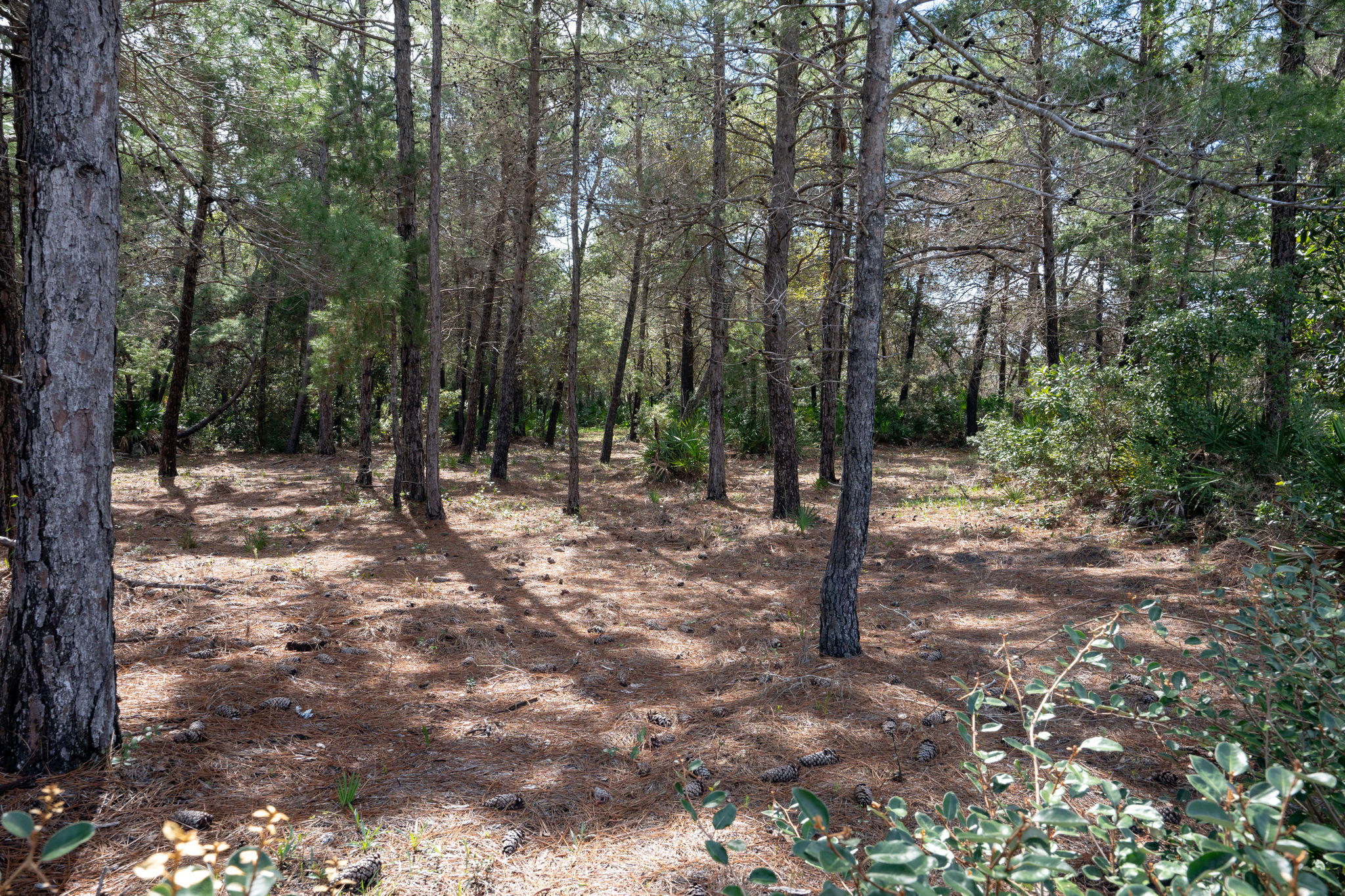 BURNT PINE - Land